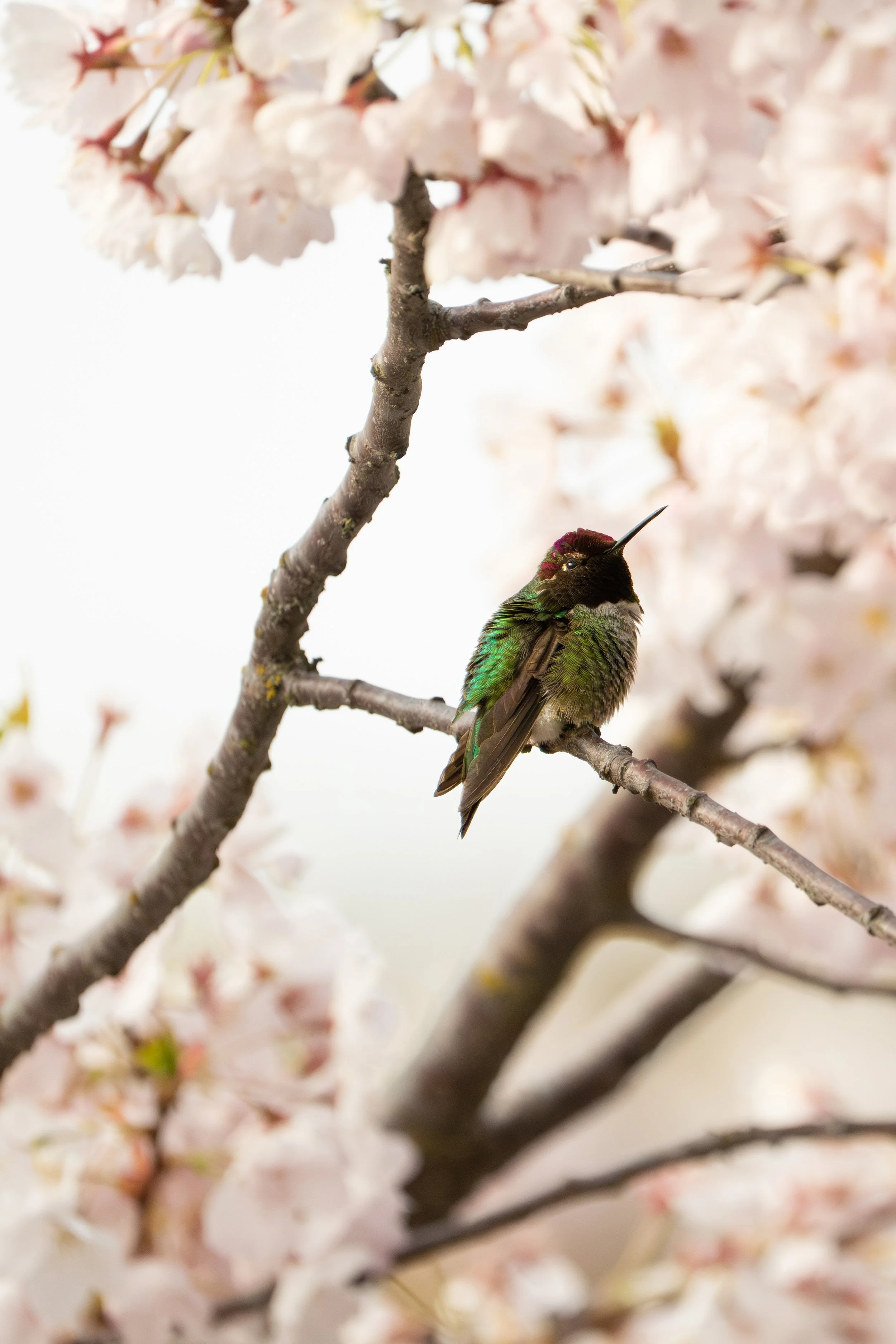 Anna's Hummingbird, British Columbia