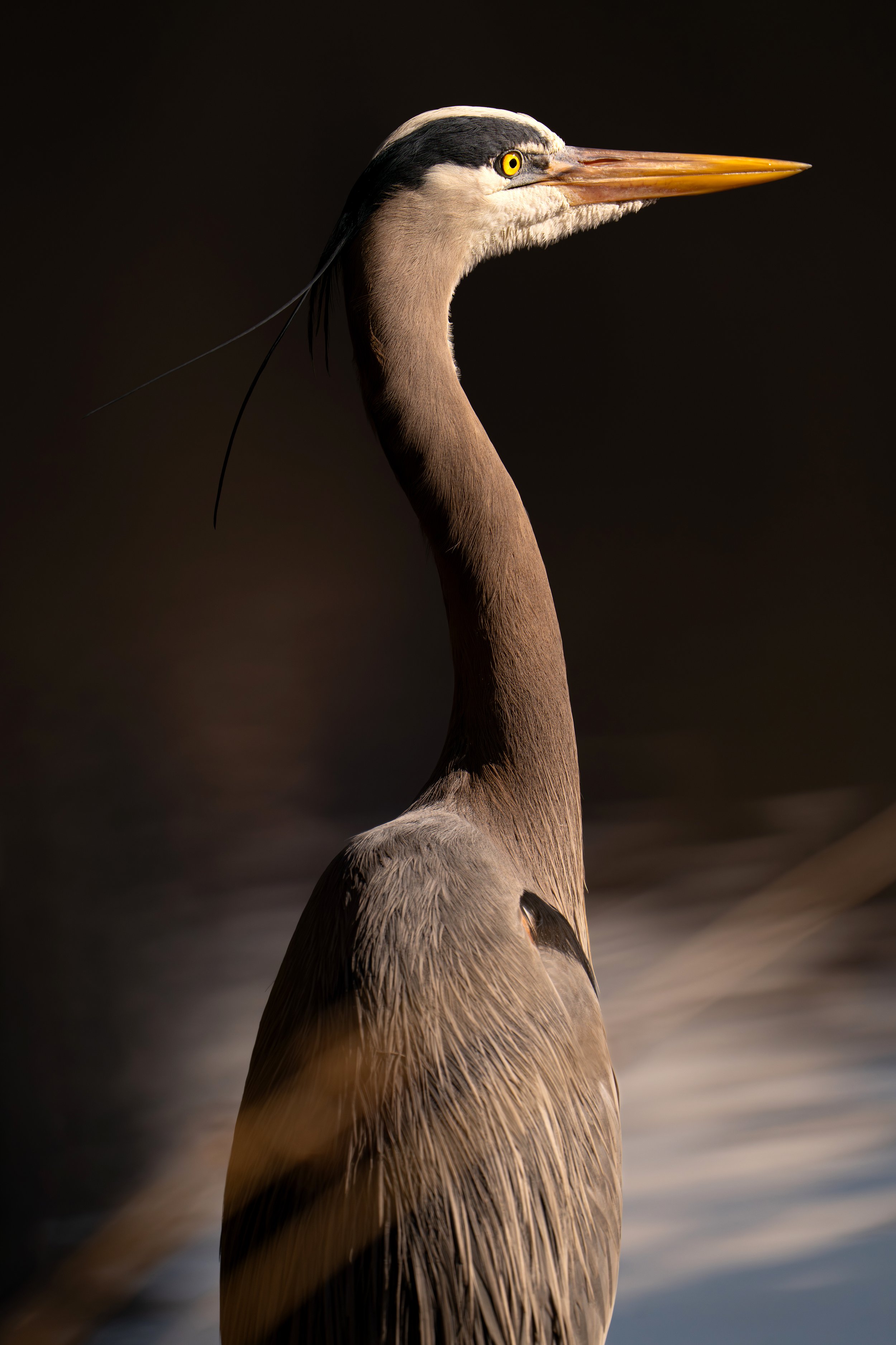 Great Blue Heron, British Columbia
