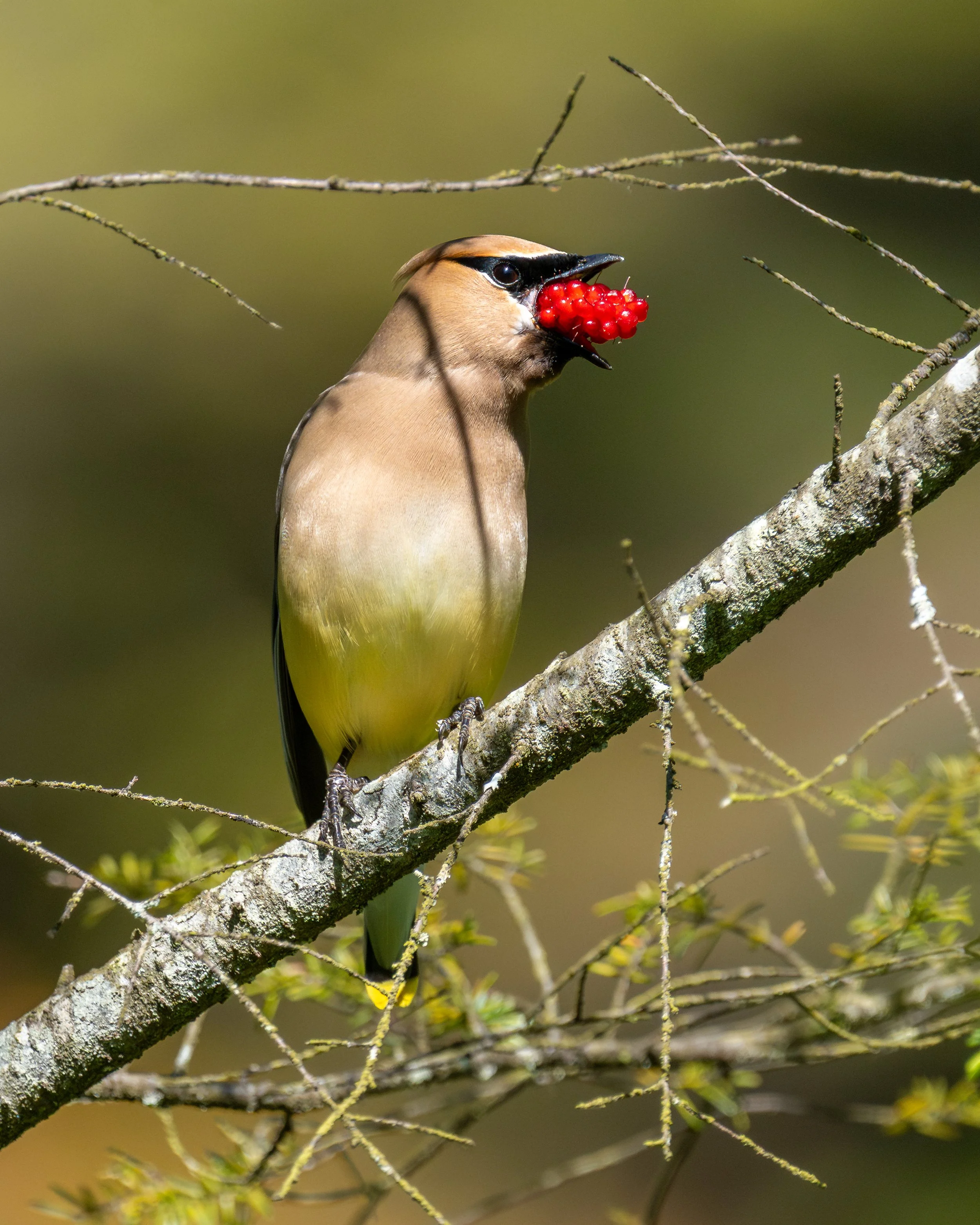 Cedar Waxwing, British Columbia