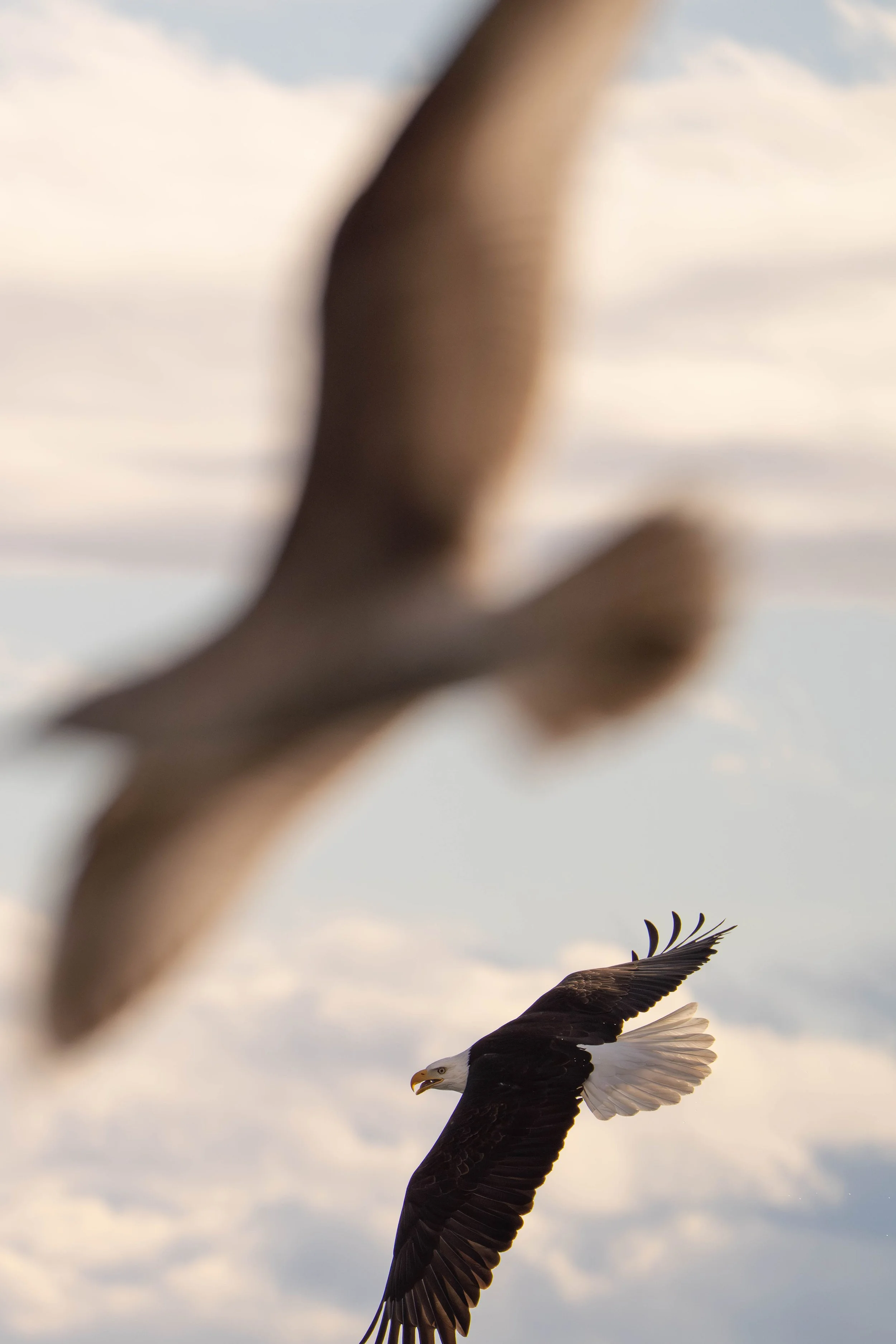 Bald Eagle, British Columbia