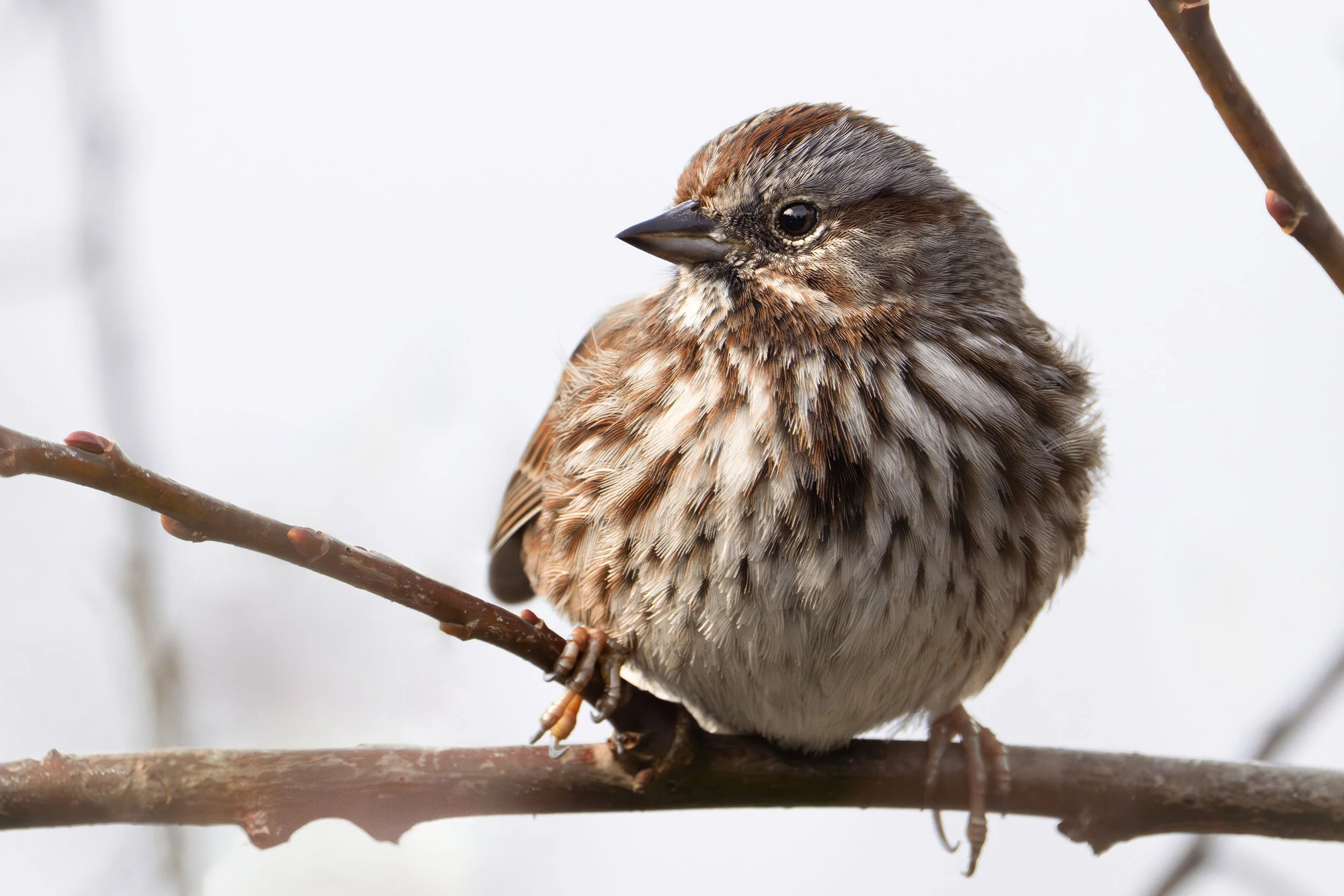 Song Sparrow, British Columbia