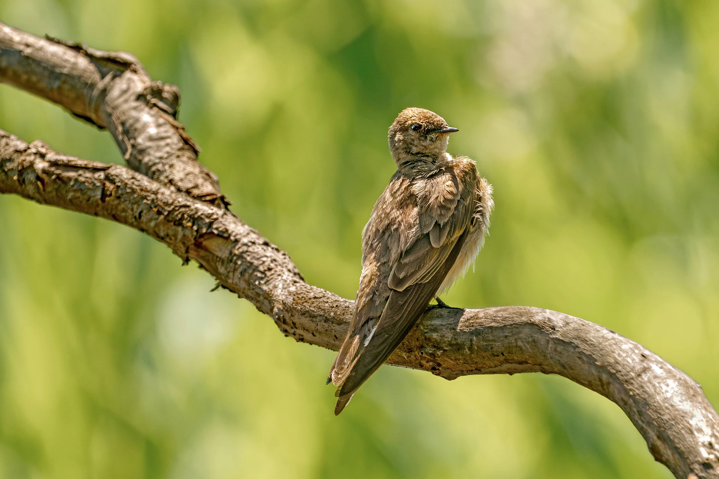 Northern Rough-Winged Swallow, British Columbia