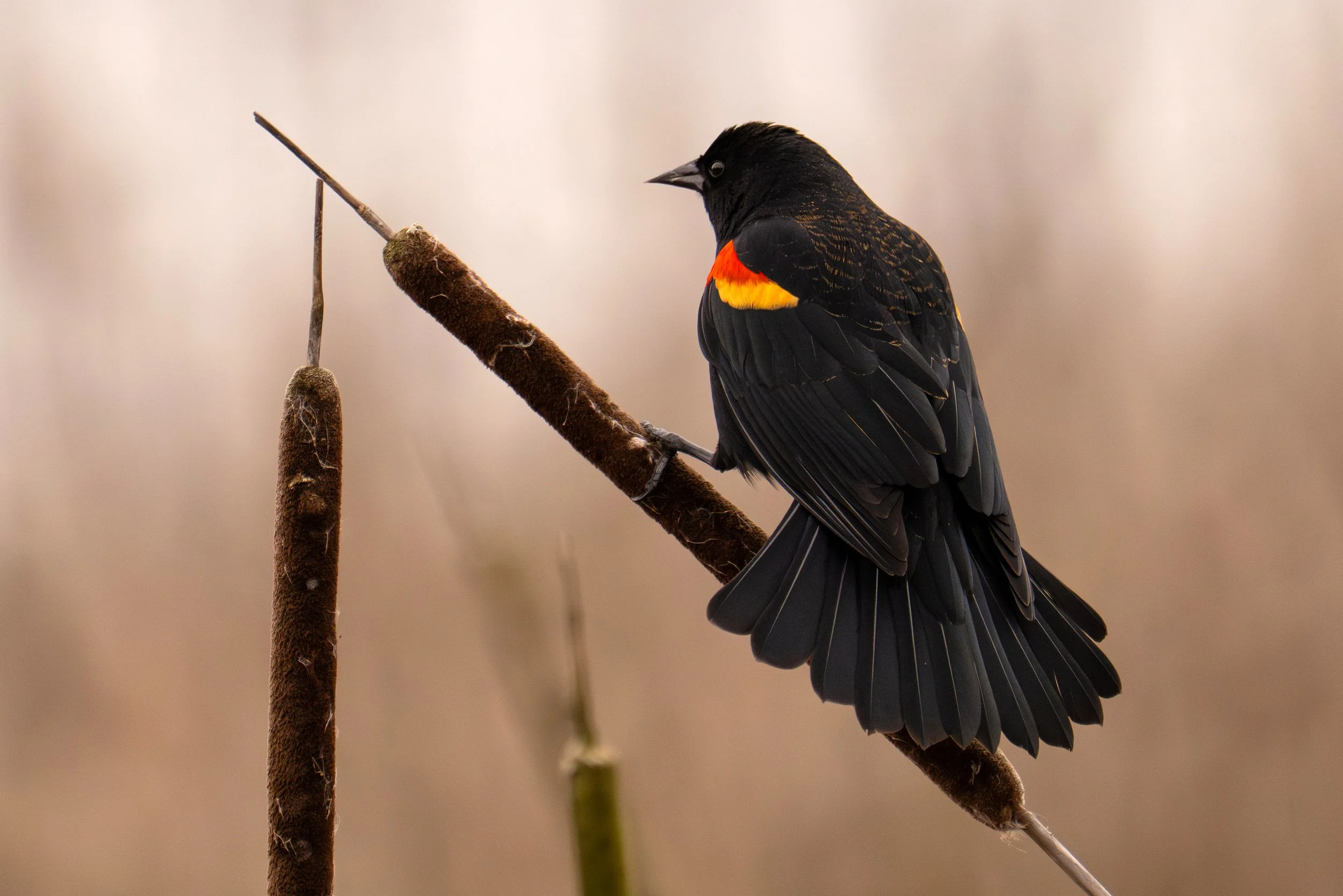 Red-Winged Blackbird, British Columbia