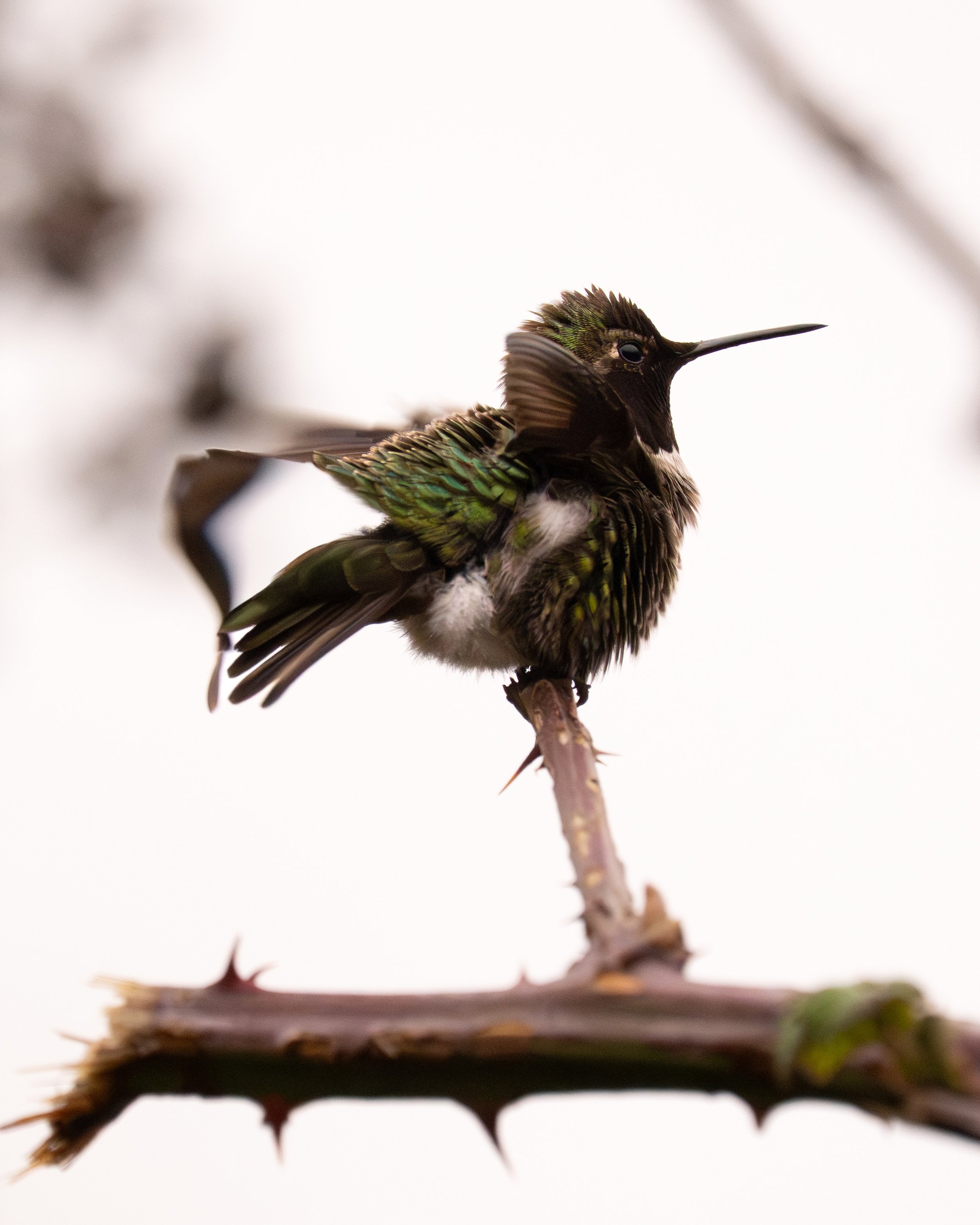 Anna's Hummingbird, Canada