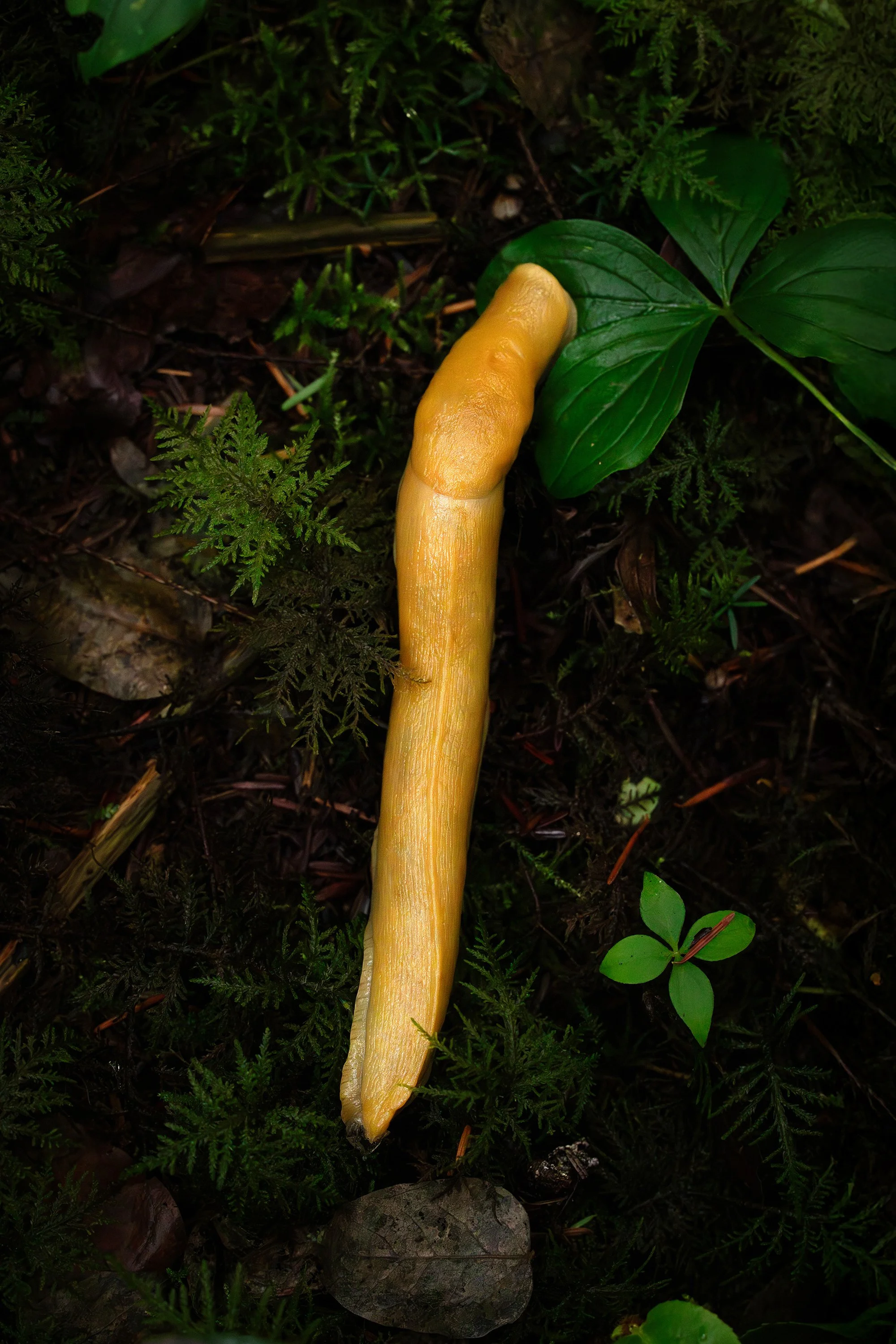 Pacific Banana Slug. British Columbia, Canada