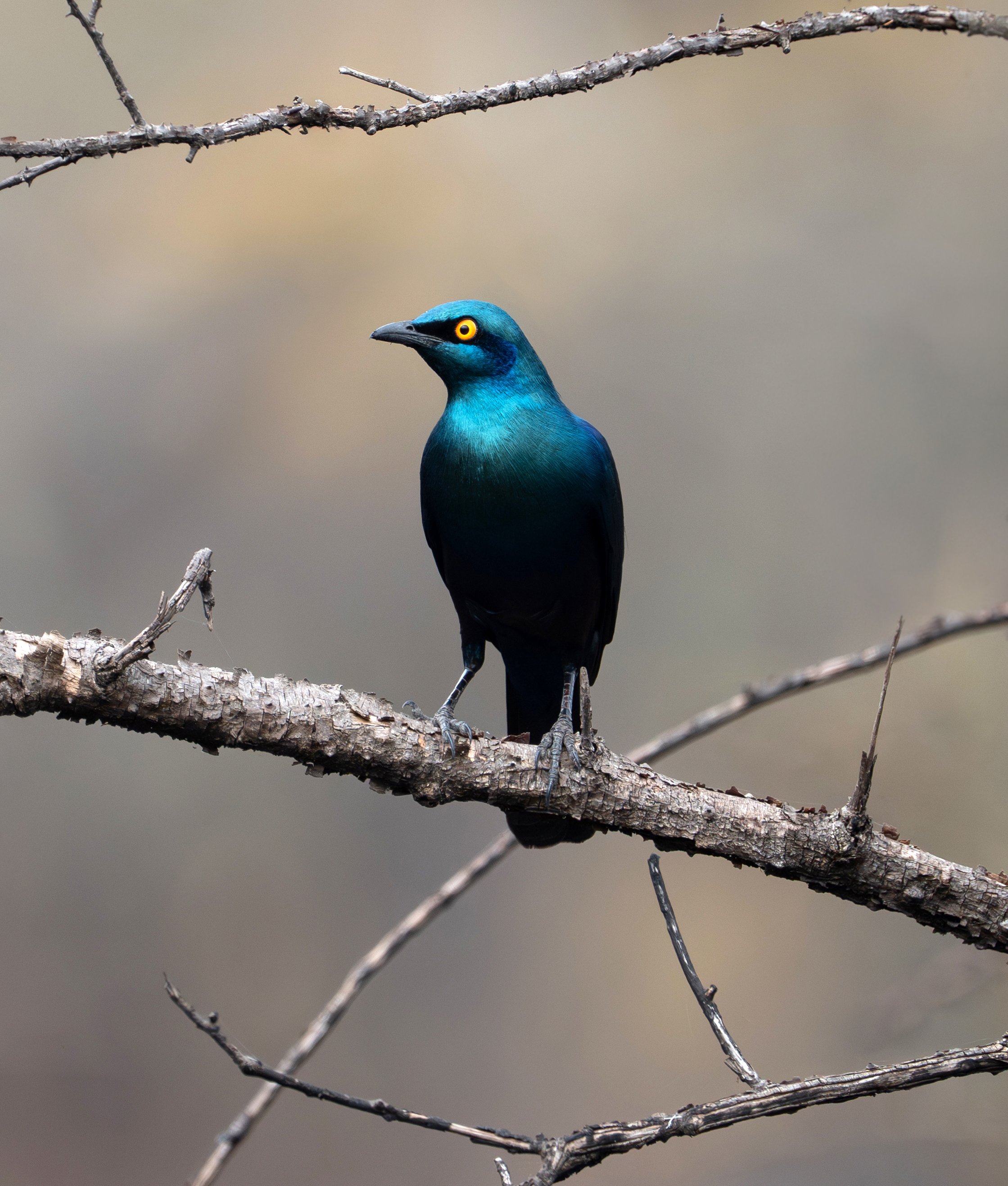 Greater blue-eared glossy starling, Rwanda