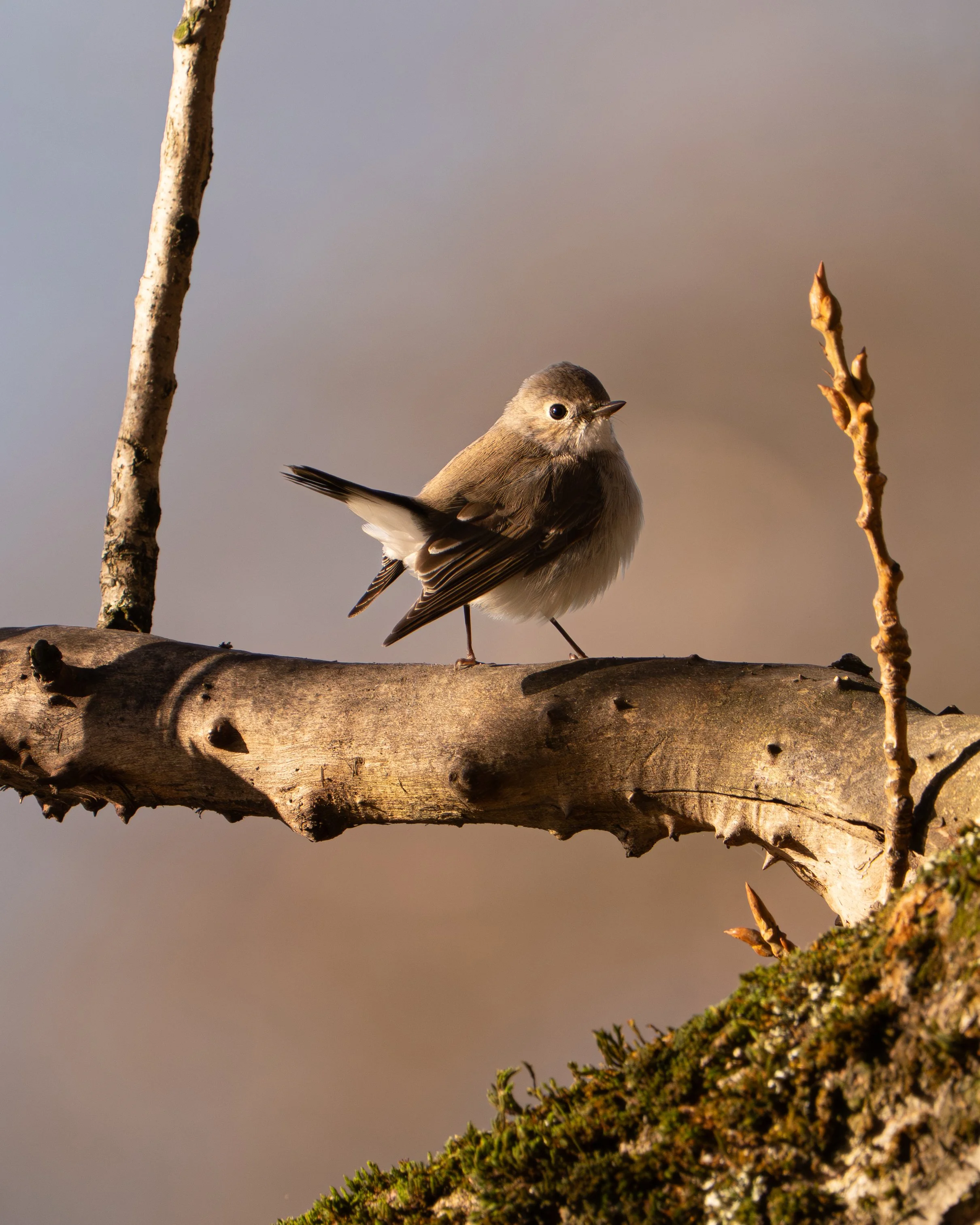 The first Taiga Flycatcher ever spotted in Canada. Native to Siberia, this female arrived in Vancouver by mistake instead of migrating towards Asia for the winter