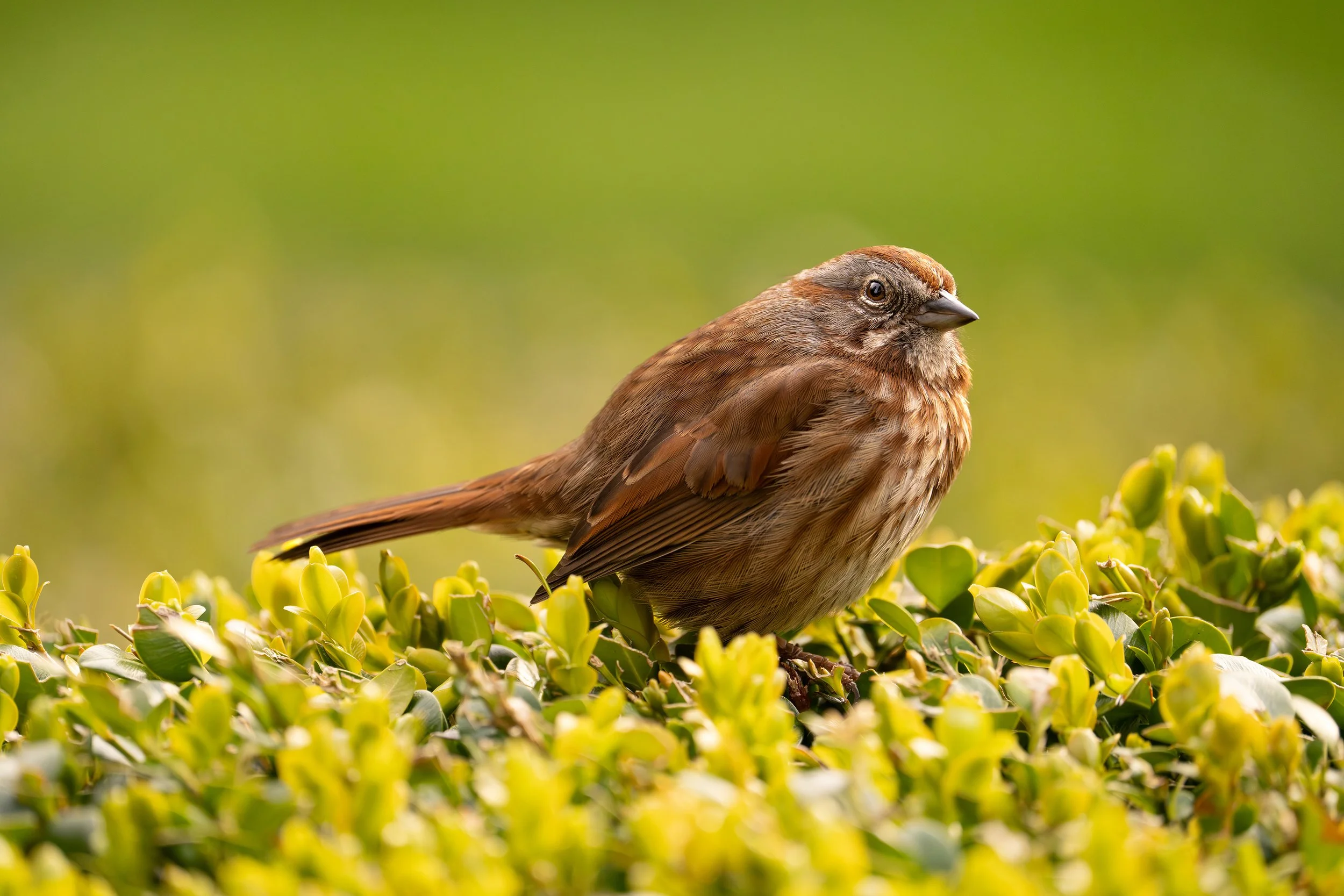 Song Sparrow, British Columbia