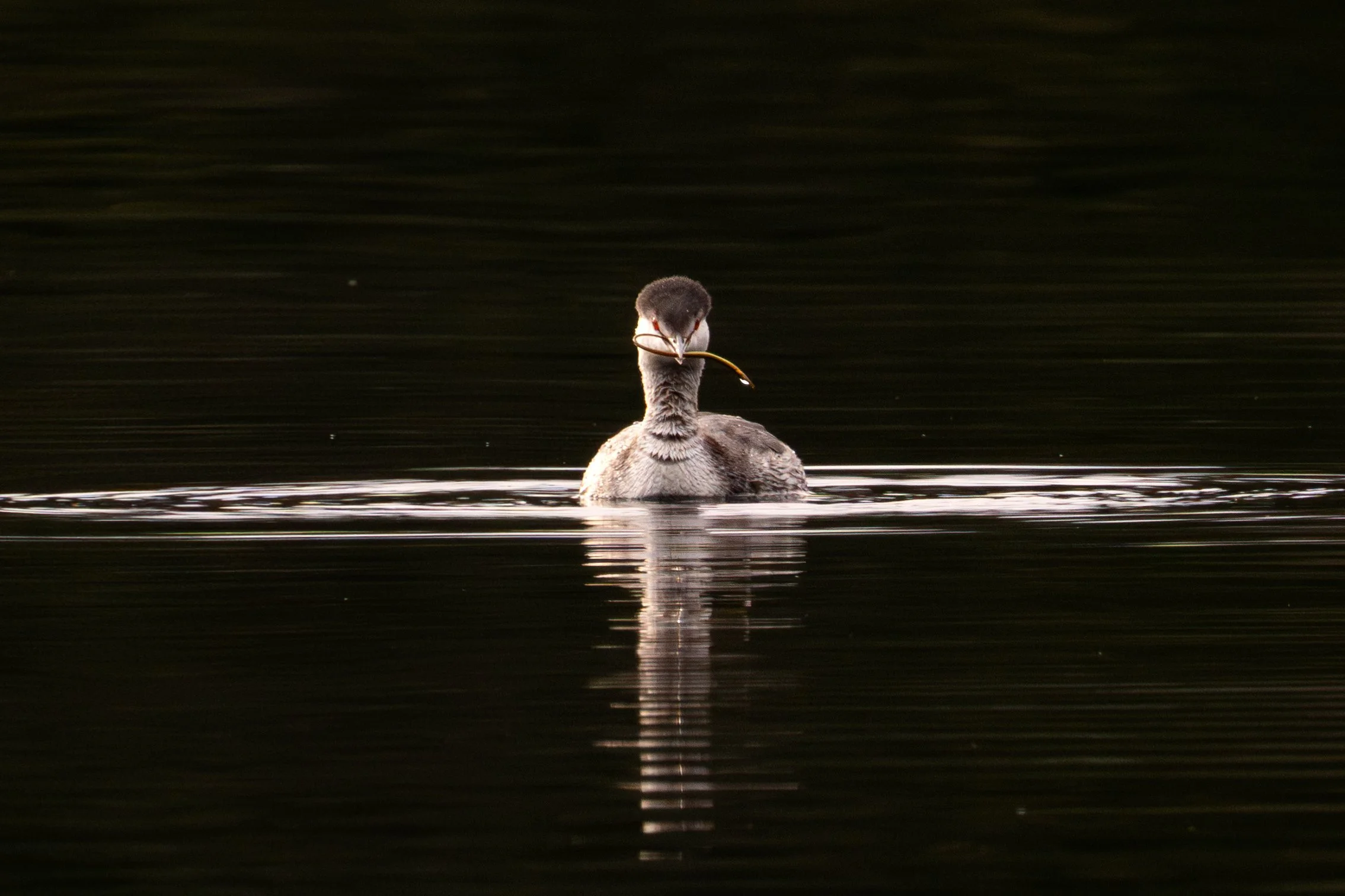 Horned Grebe hunting bay pipefish, British Columbia