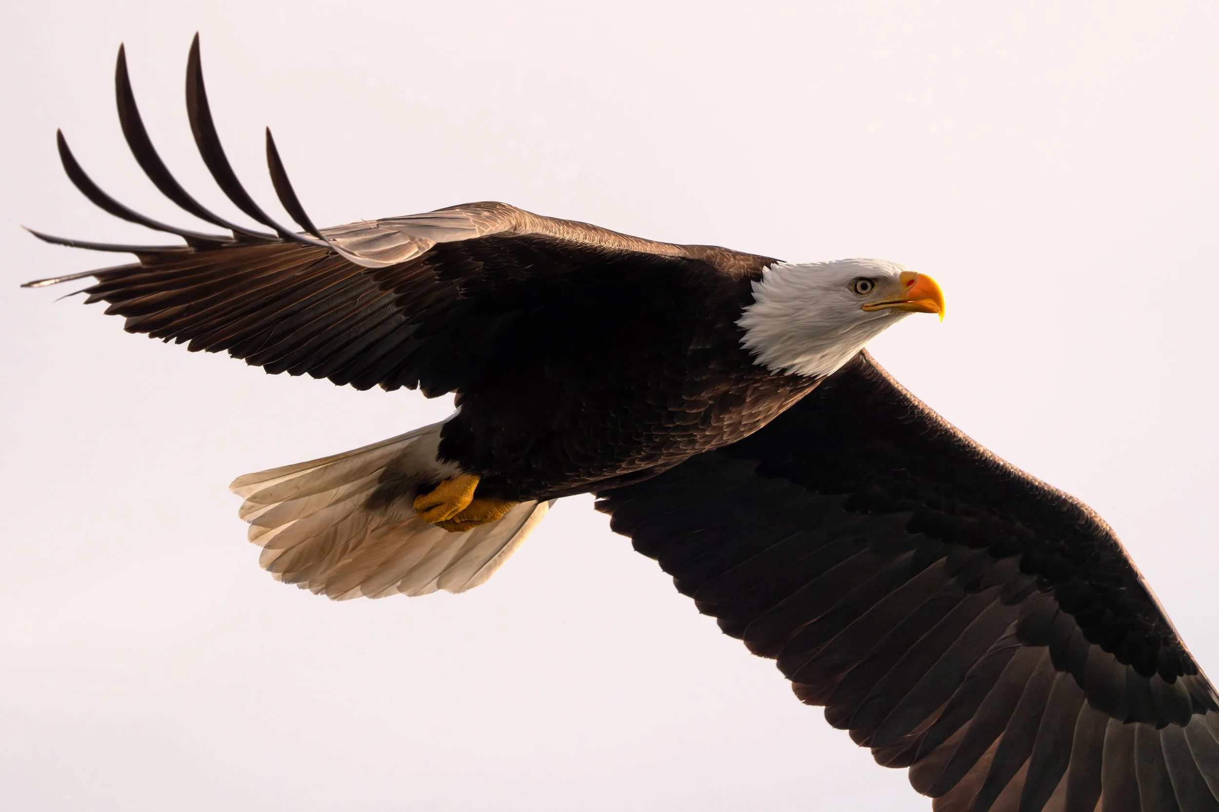 Bald Eagle, British Columbia