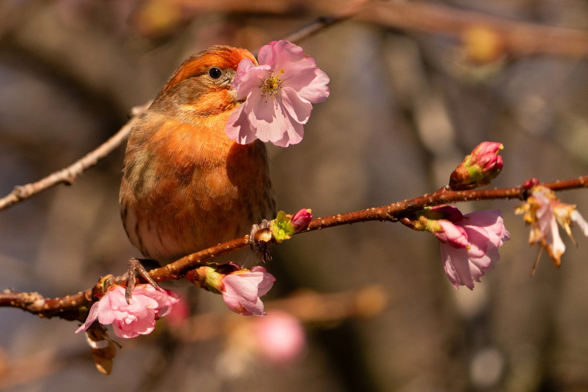 House finch foraging cherry blossoms, British Columbia