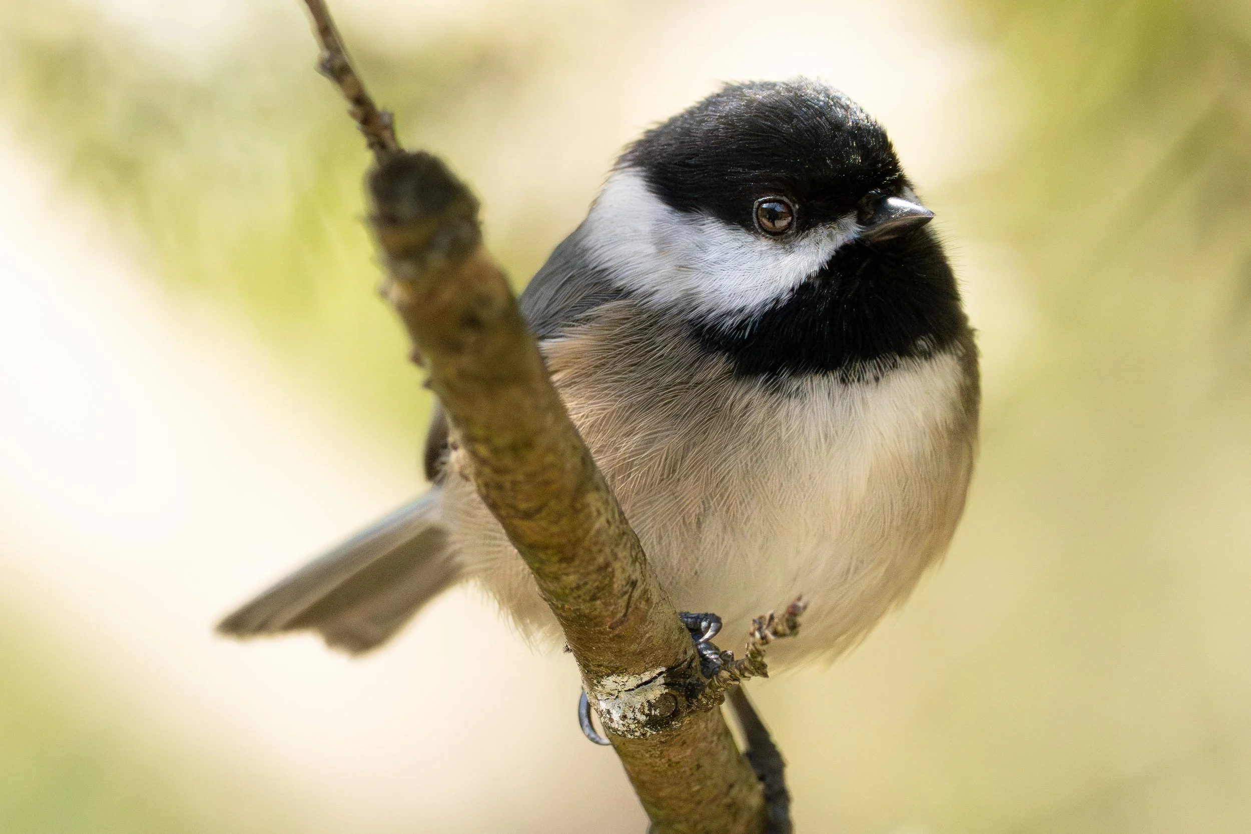 Black-Capped Chickadee, British Columbia
