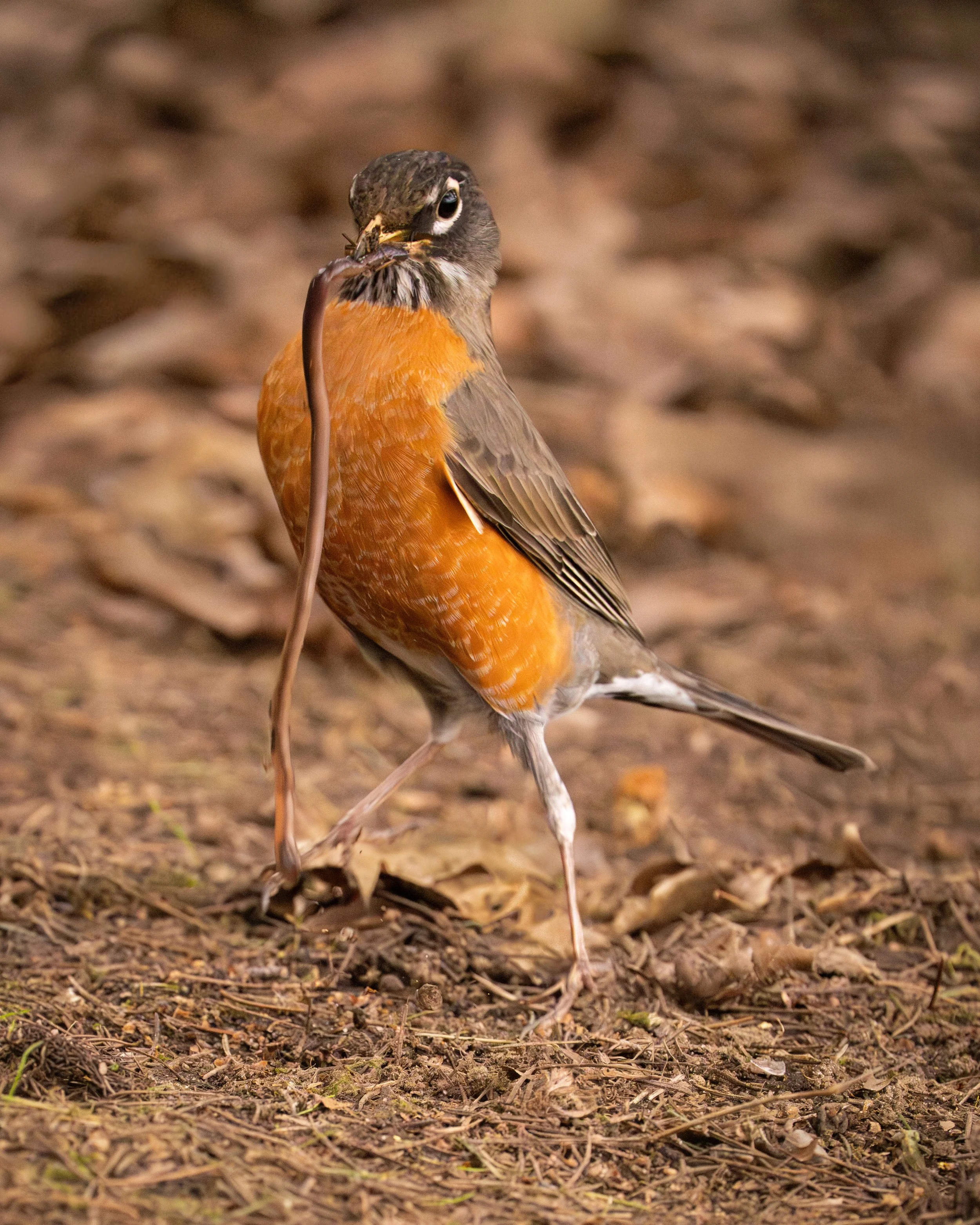 American Robin, British Columbia