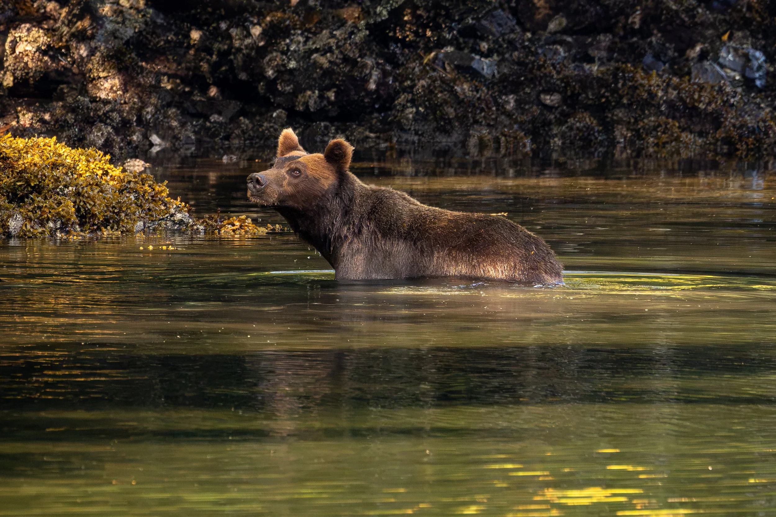 Grizzly Bear, British Columbia