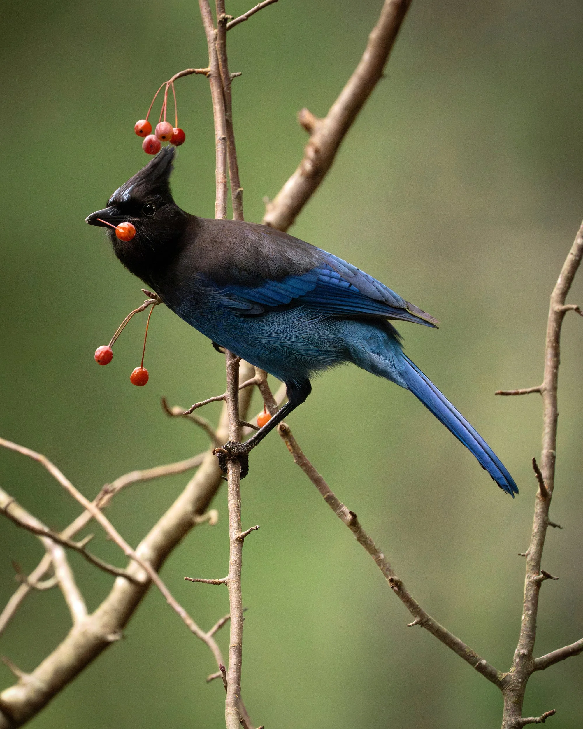 Stellar's Jay. British Columbia, Canada