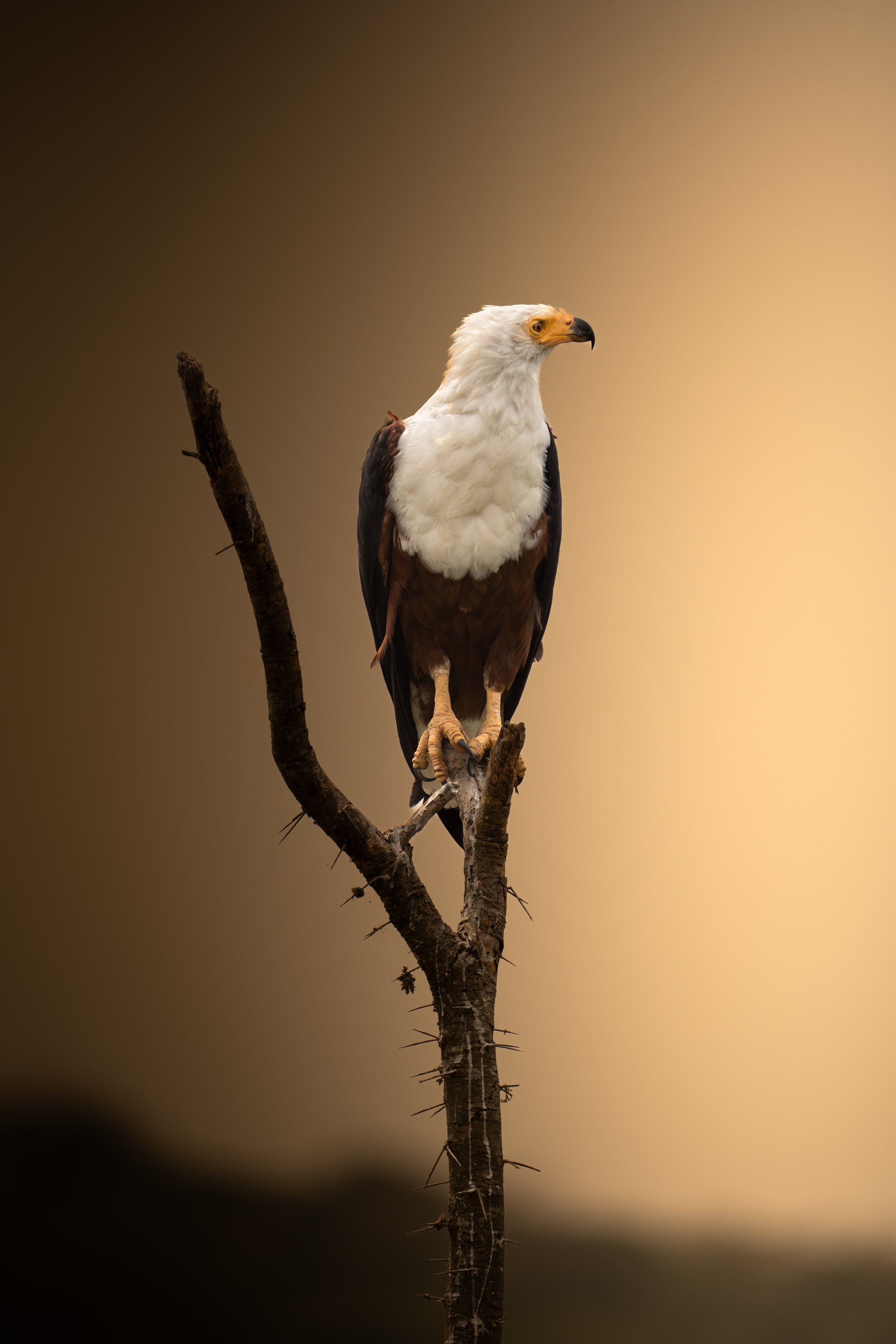 African fish eagle, Rwanda