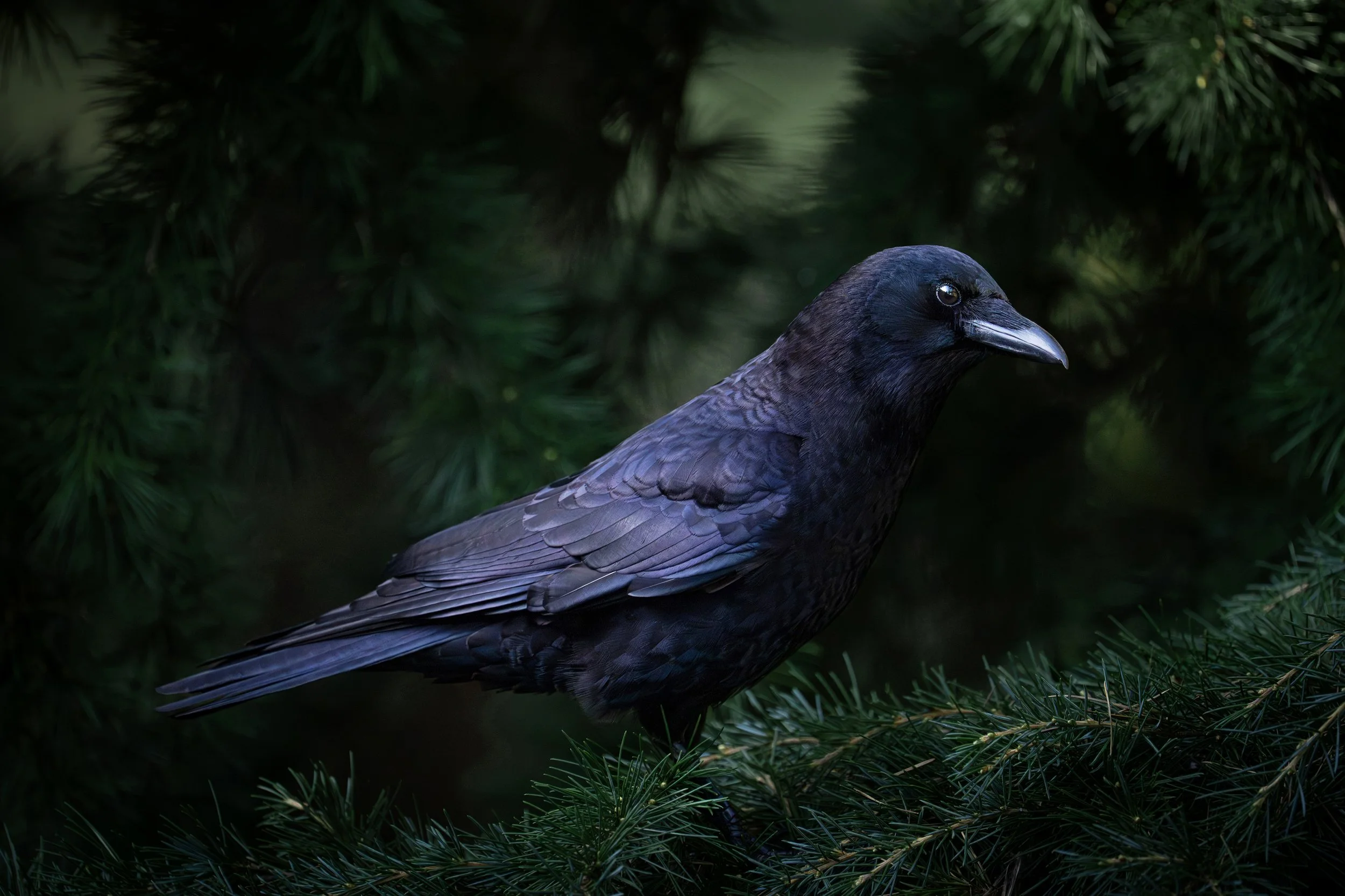 American Crow, British Columbia