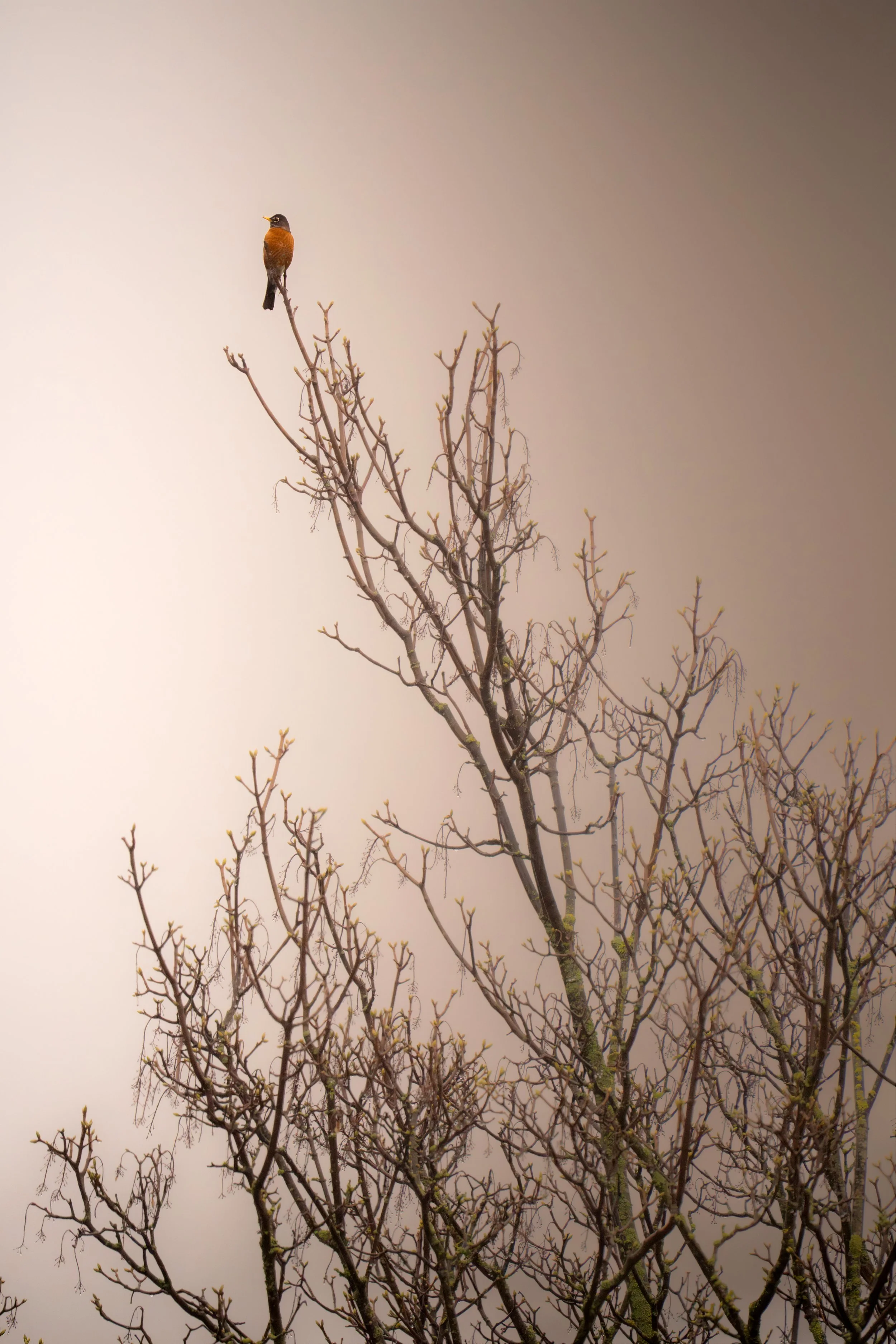 American Robin, British Columbia