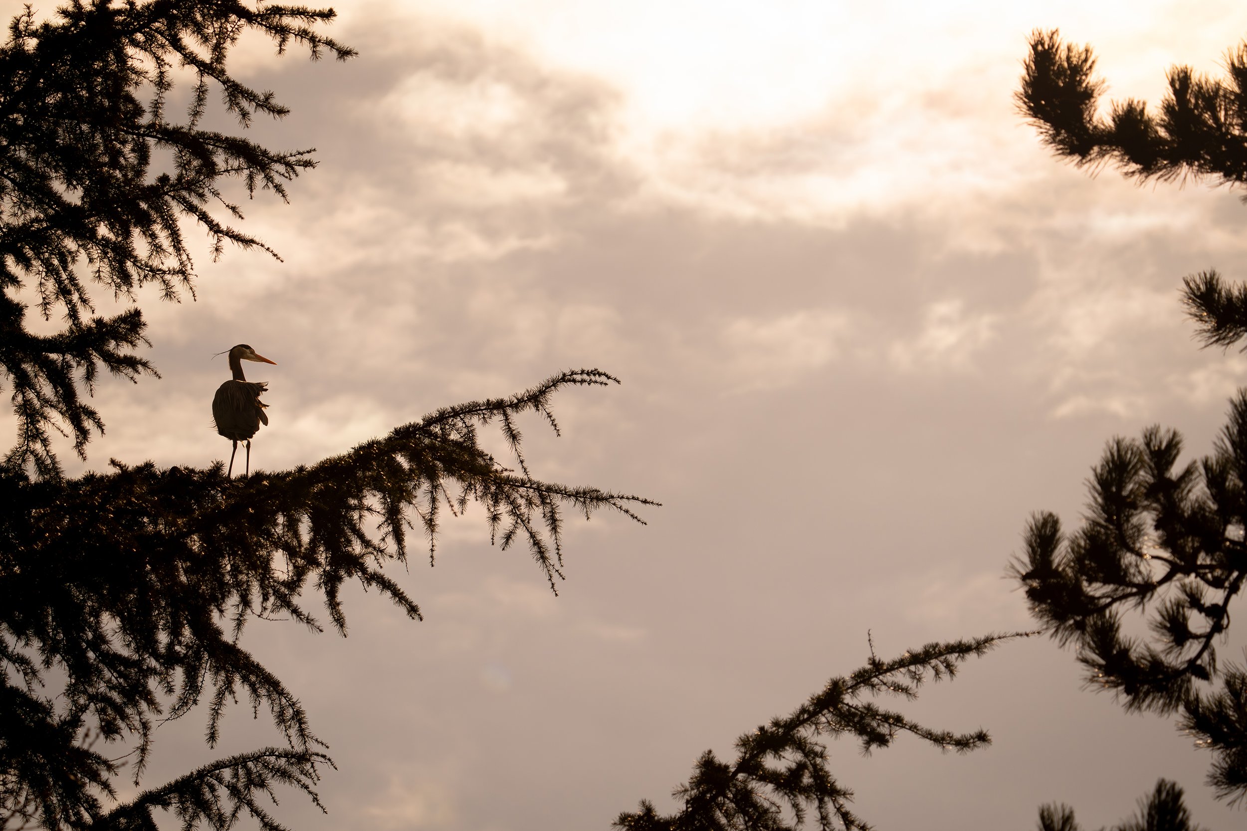 Great Blue Heron, British Columbia