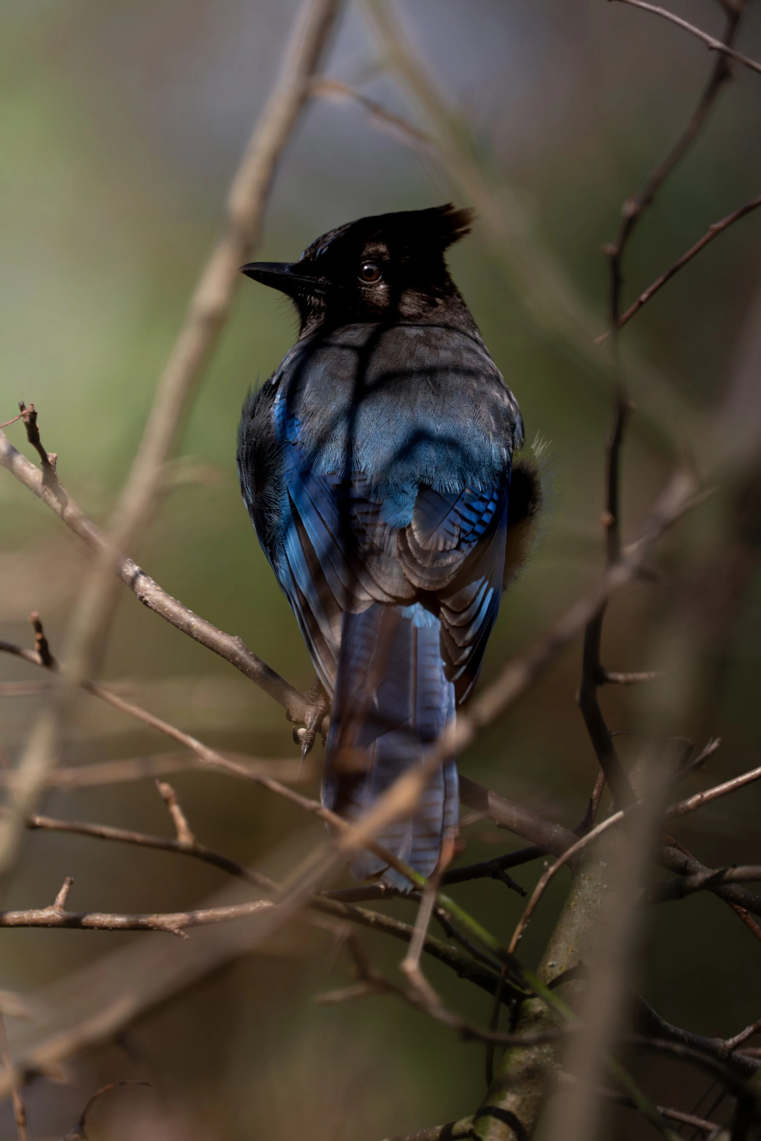 Stellar' Jay, British Columbia