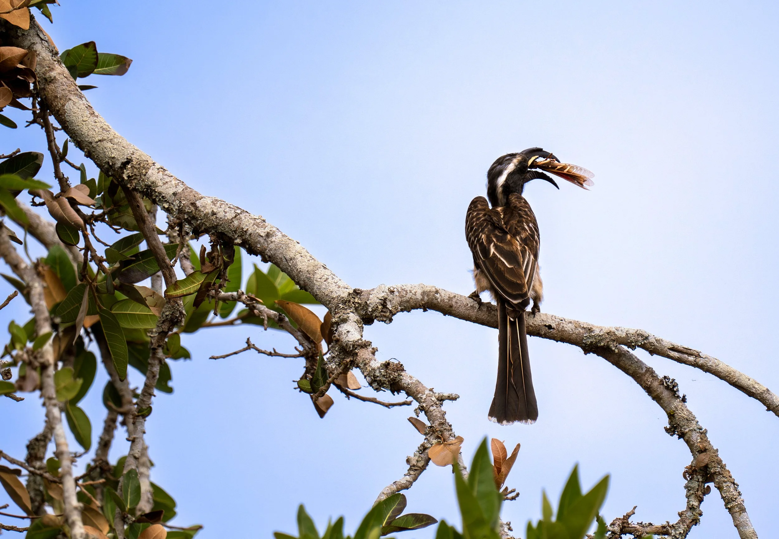 African Grey Hornbill, Rwanda