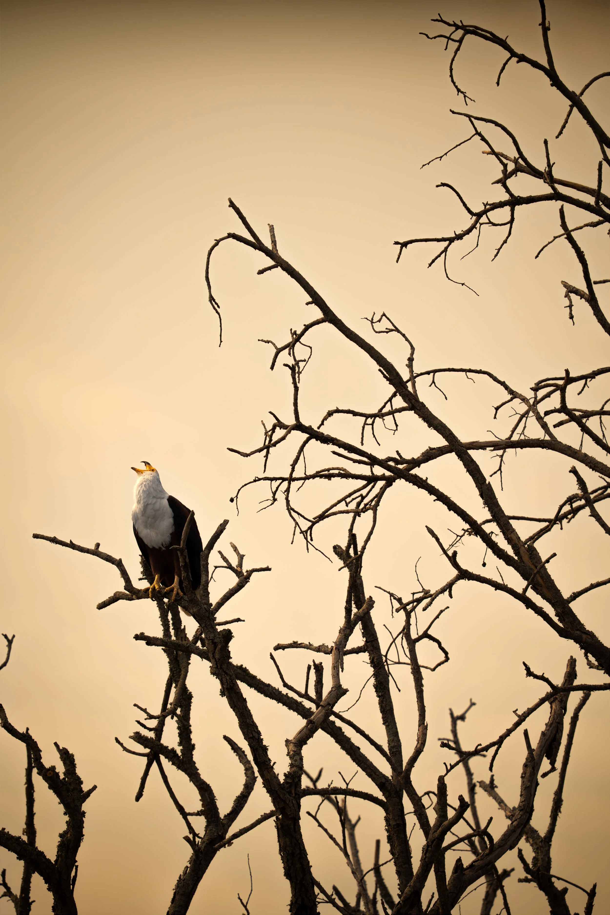 African fish eagle, Rwanda