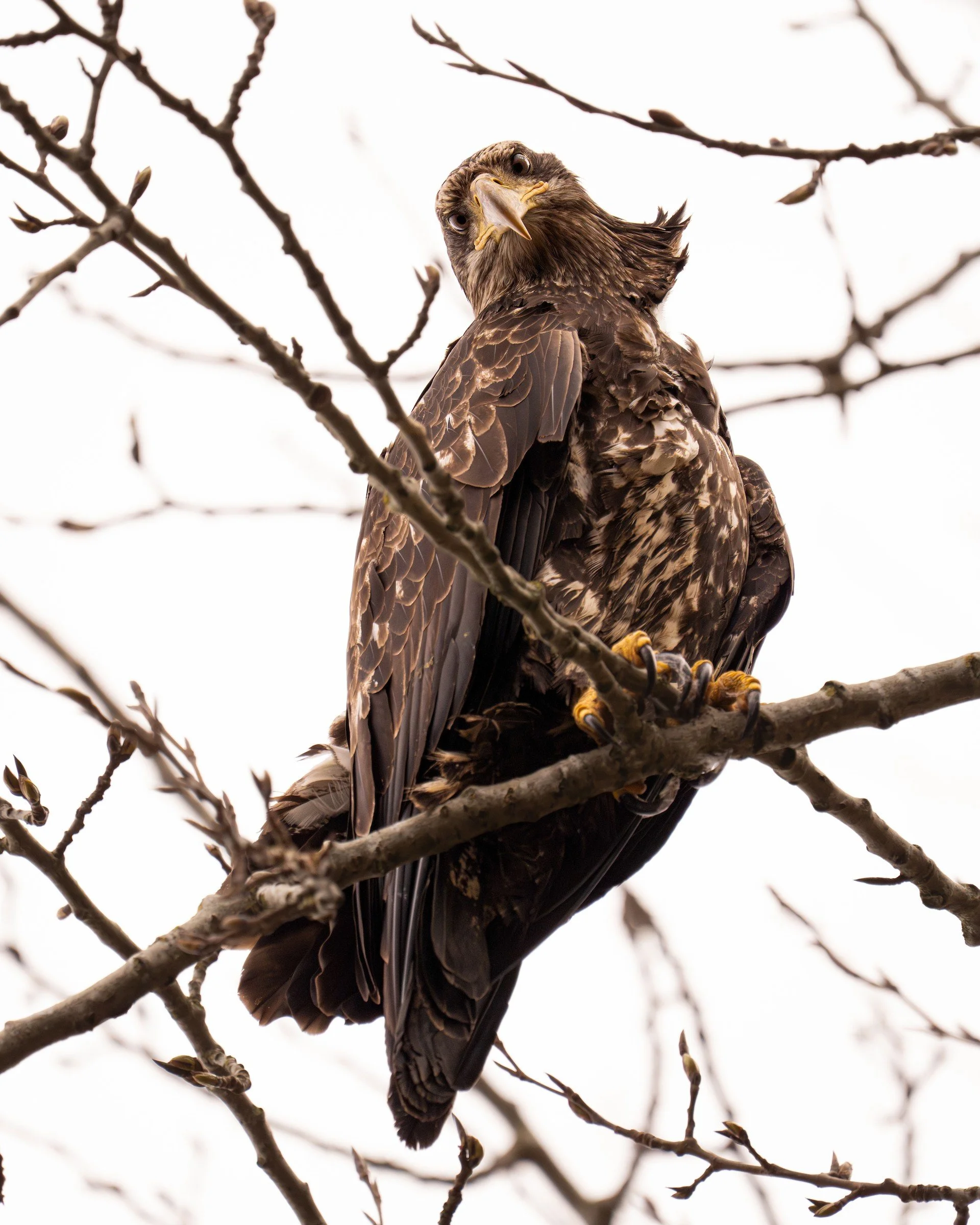 Juvenile Bald Eagle, British Columbia