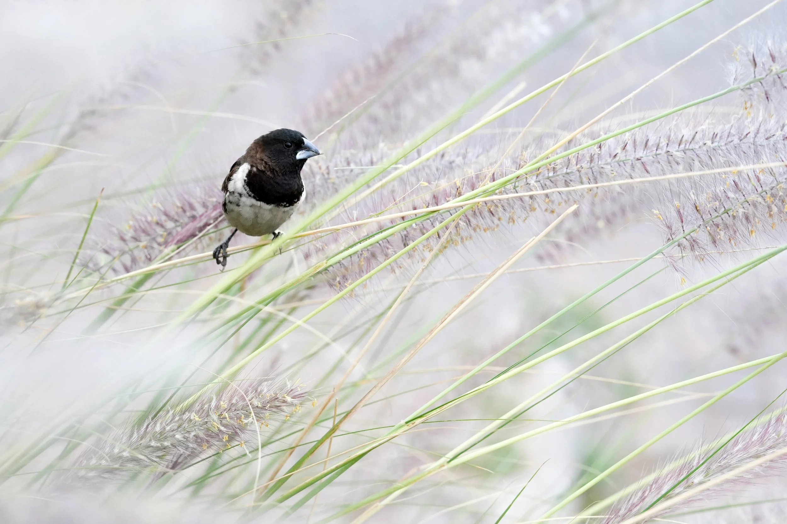 Bronze Mannikin, Rwanda