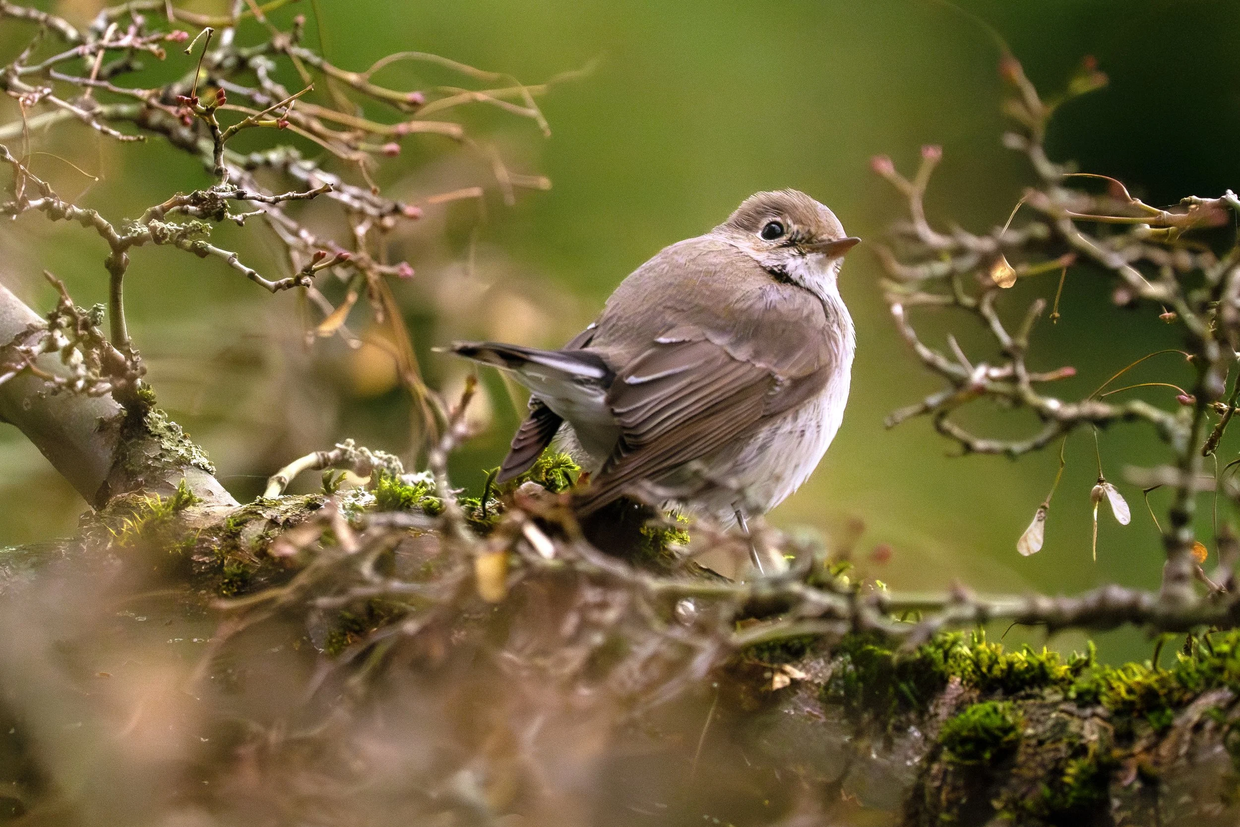 Taiga Flycatcher (the first one ever seen in Canada)