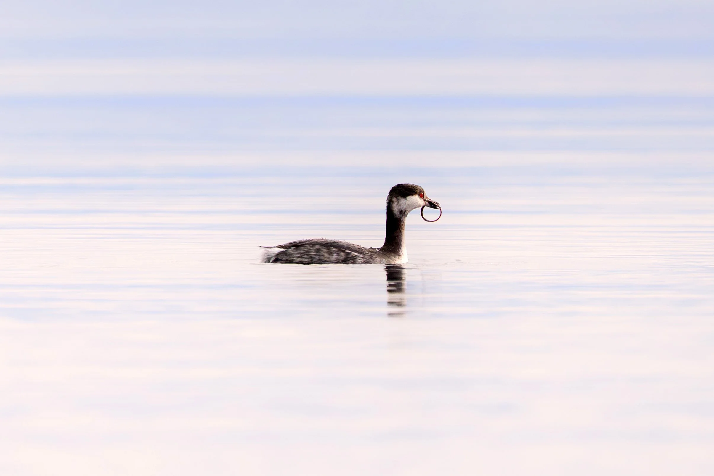 Horned Grebe hunting bay pipefish, British Columbia