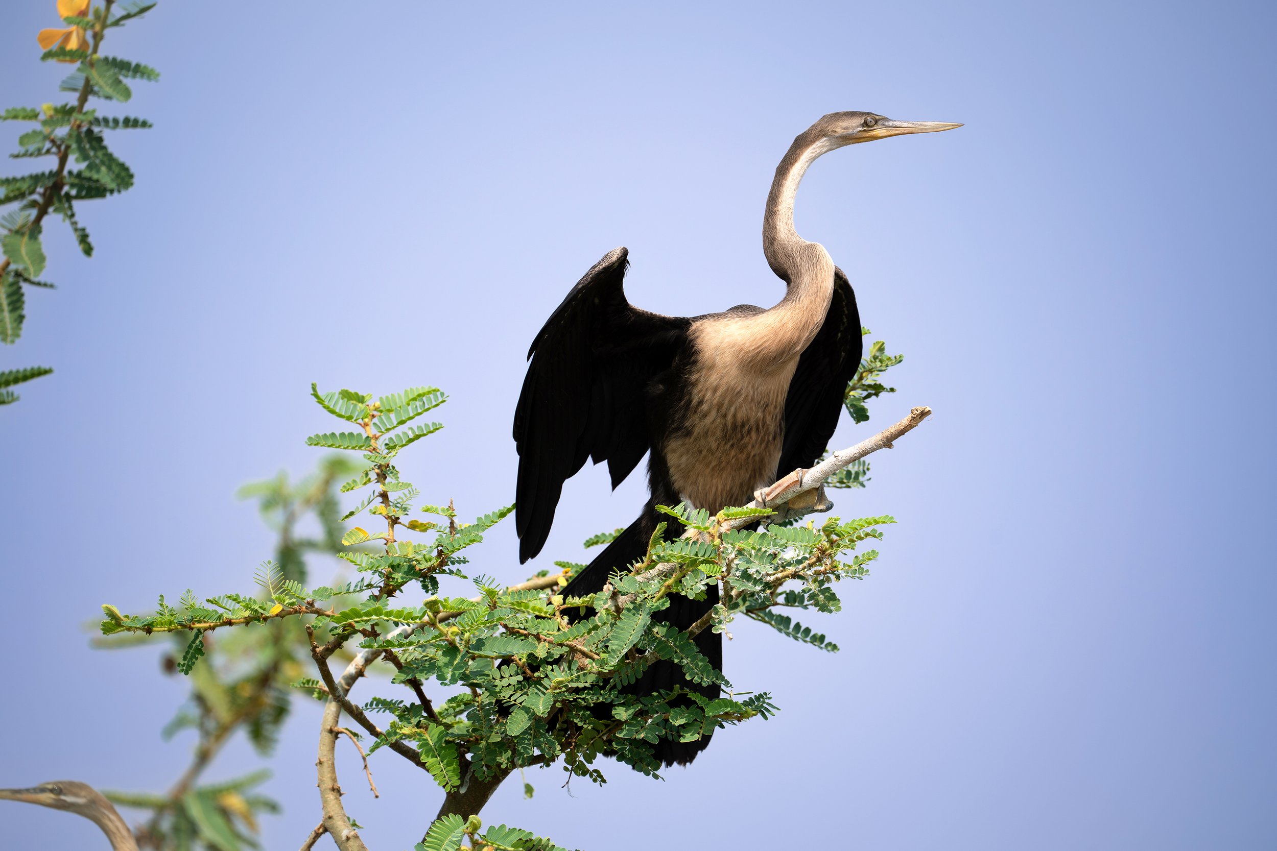 Anhinga Rufa (African Darter), Rwanda