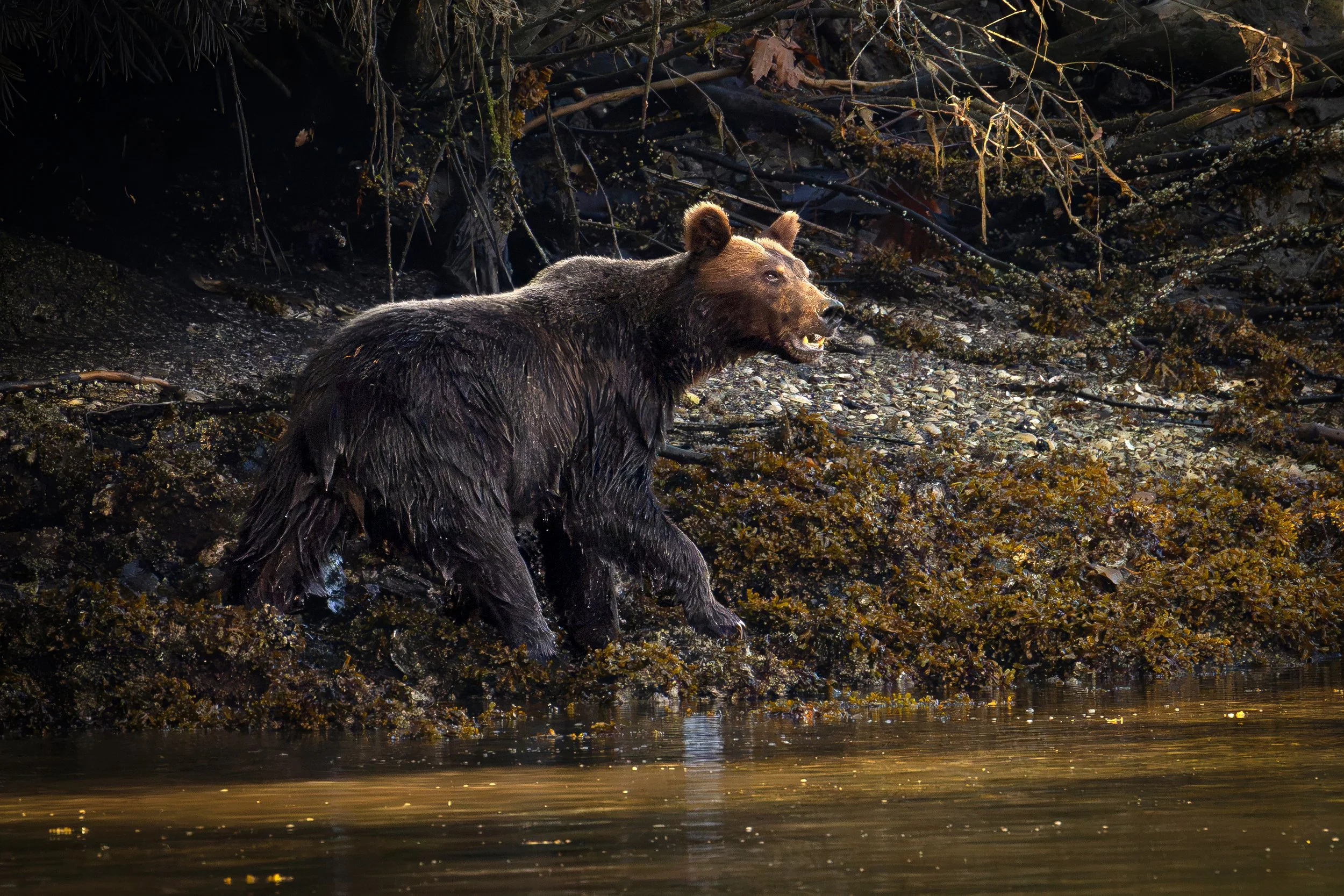 Grizzly Bear, British Columbia