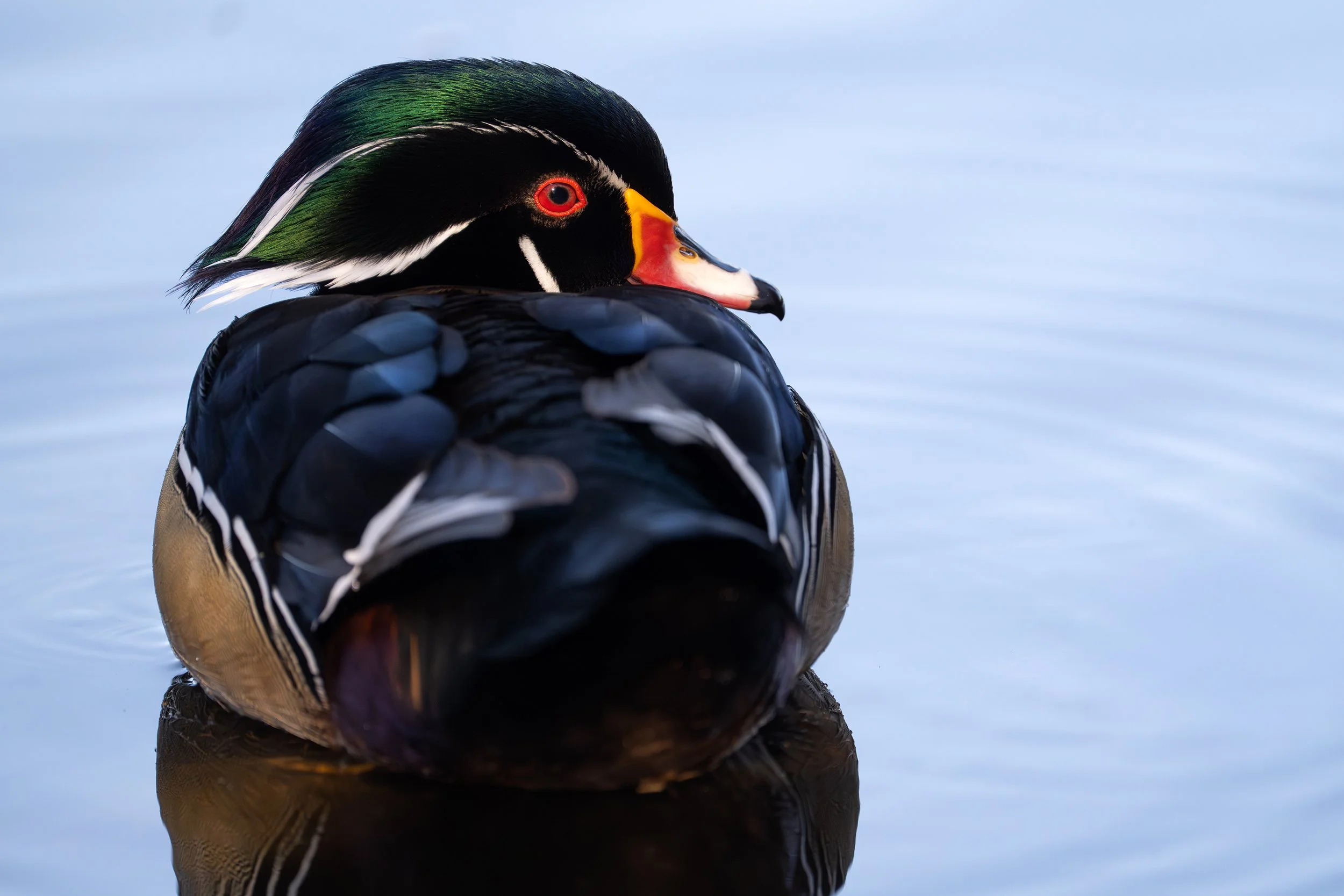 Wood Duck, British Columbia