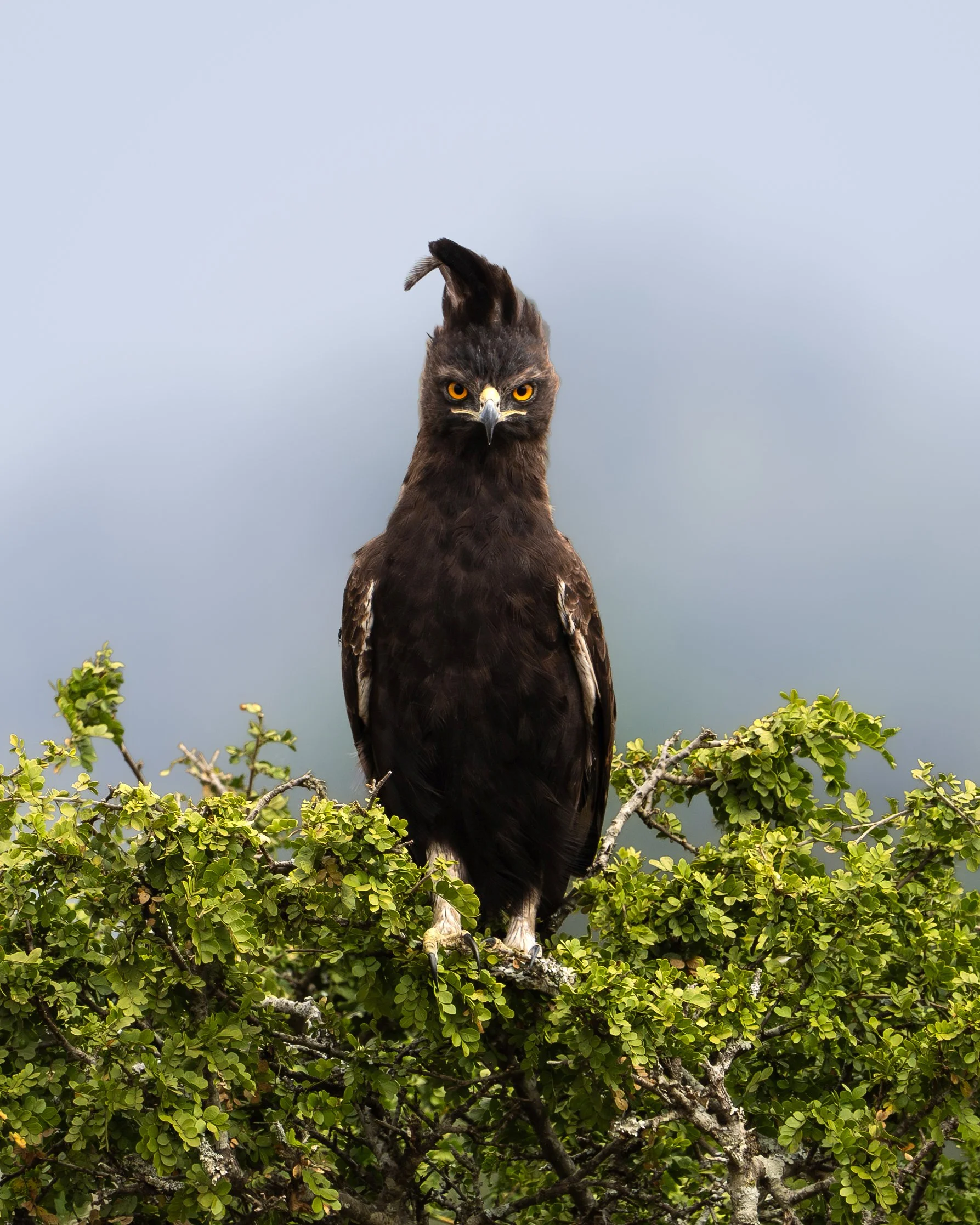 Long-crested eagle, Rwanda