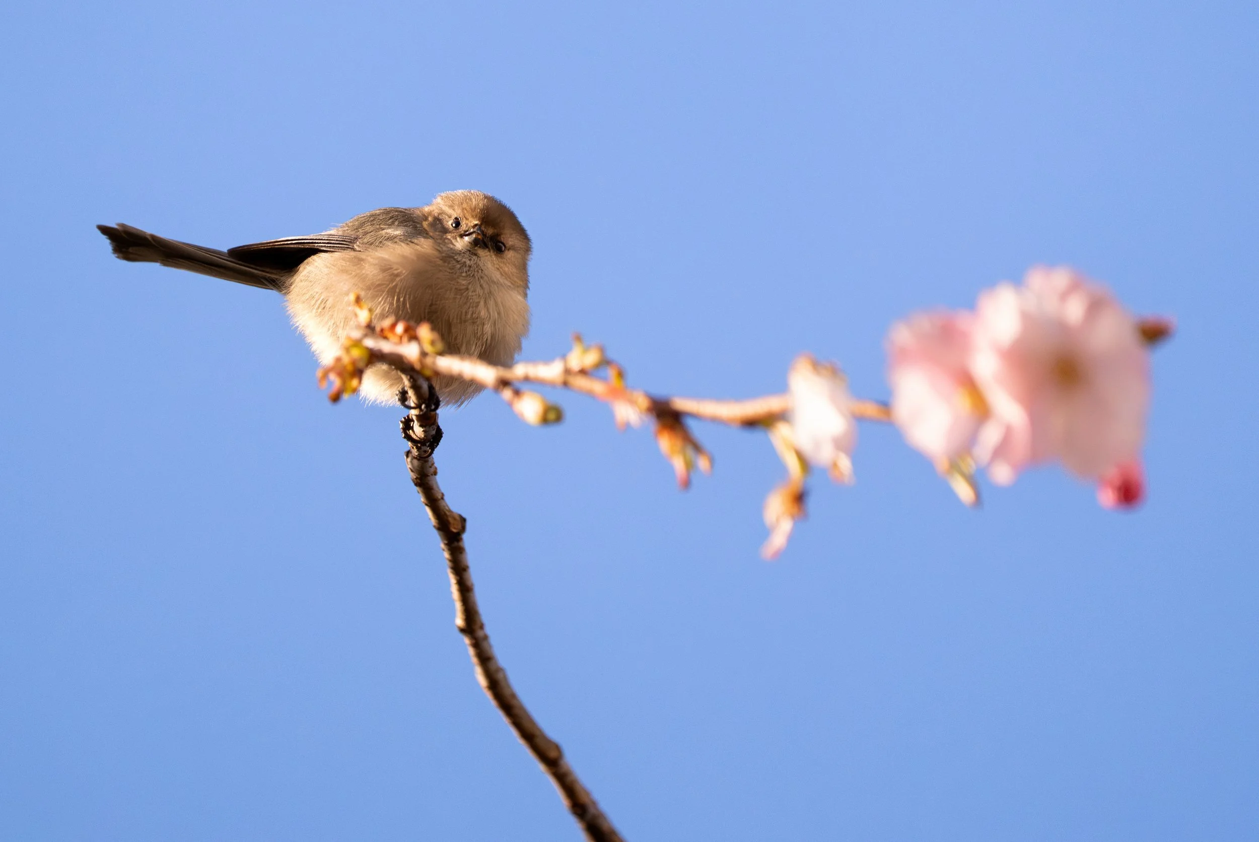 Bushtit, British Columbia