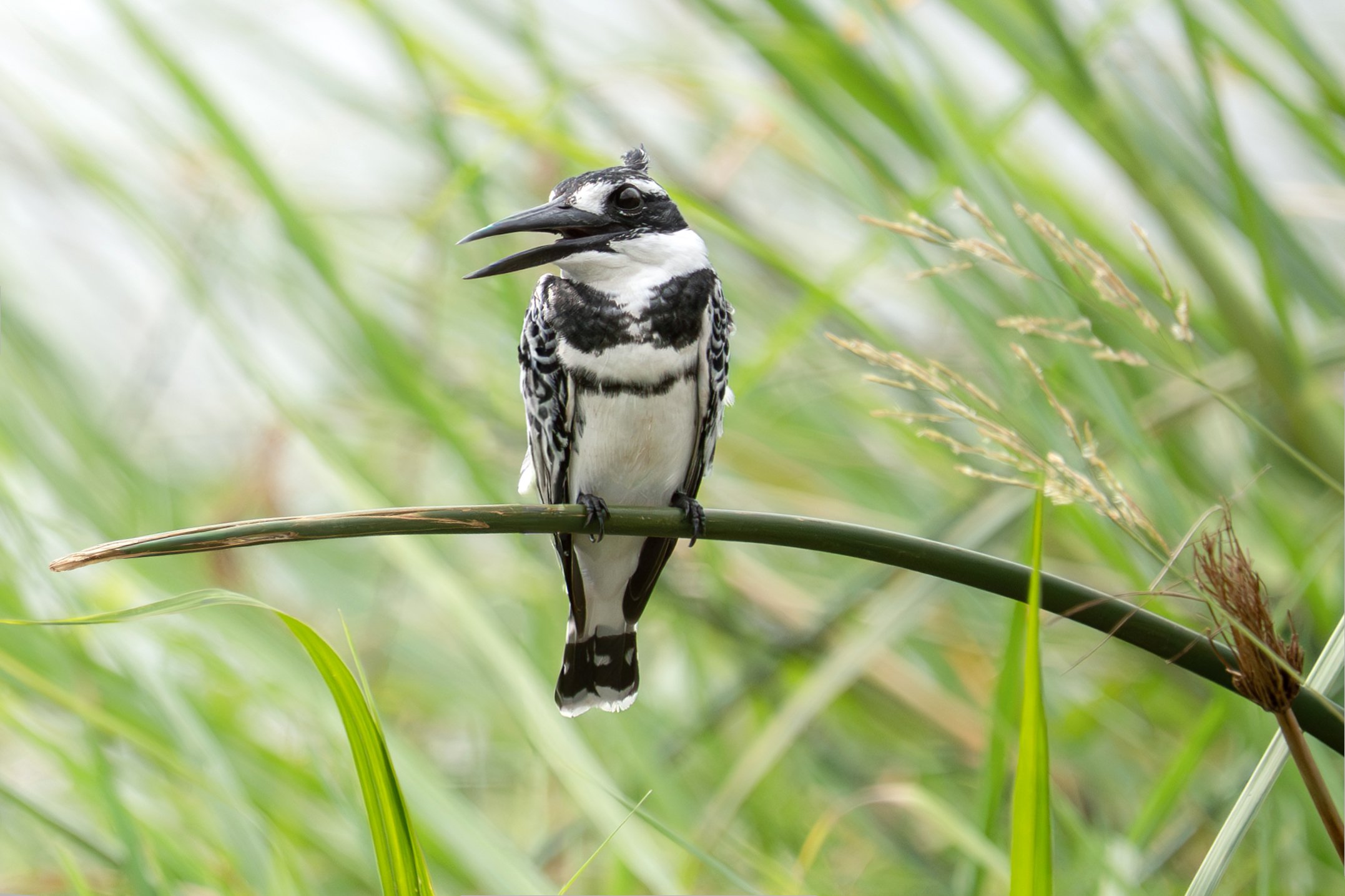 Pied kingfisher, Rwanda