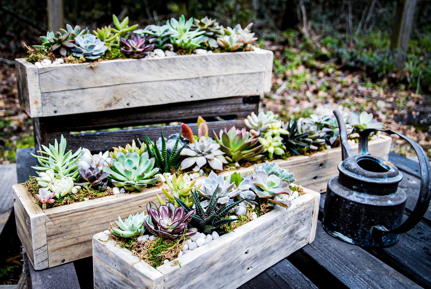 DIY WOOD BOX PLANTER KIT  Rock n' Roots Plant Co.
