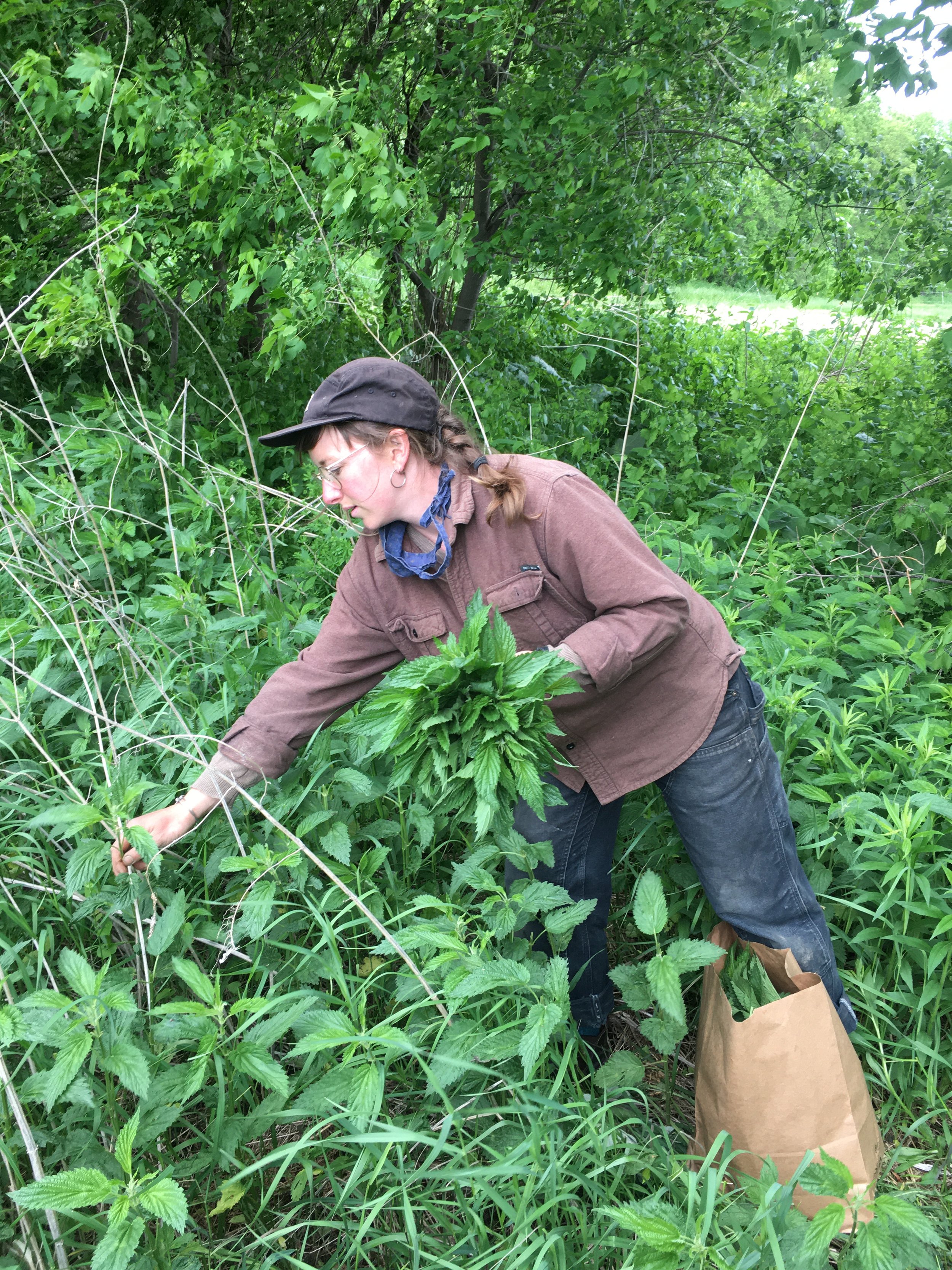 "Snapshot of the season": Herb Walk and Medicine Making