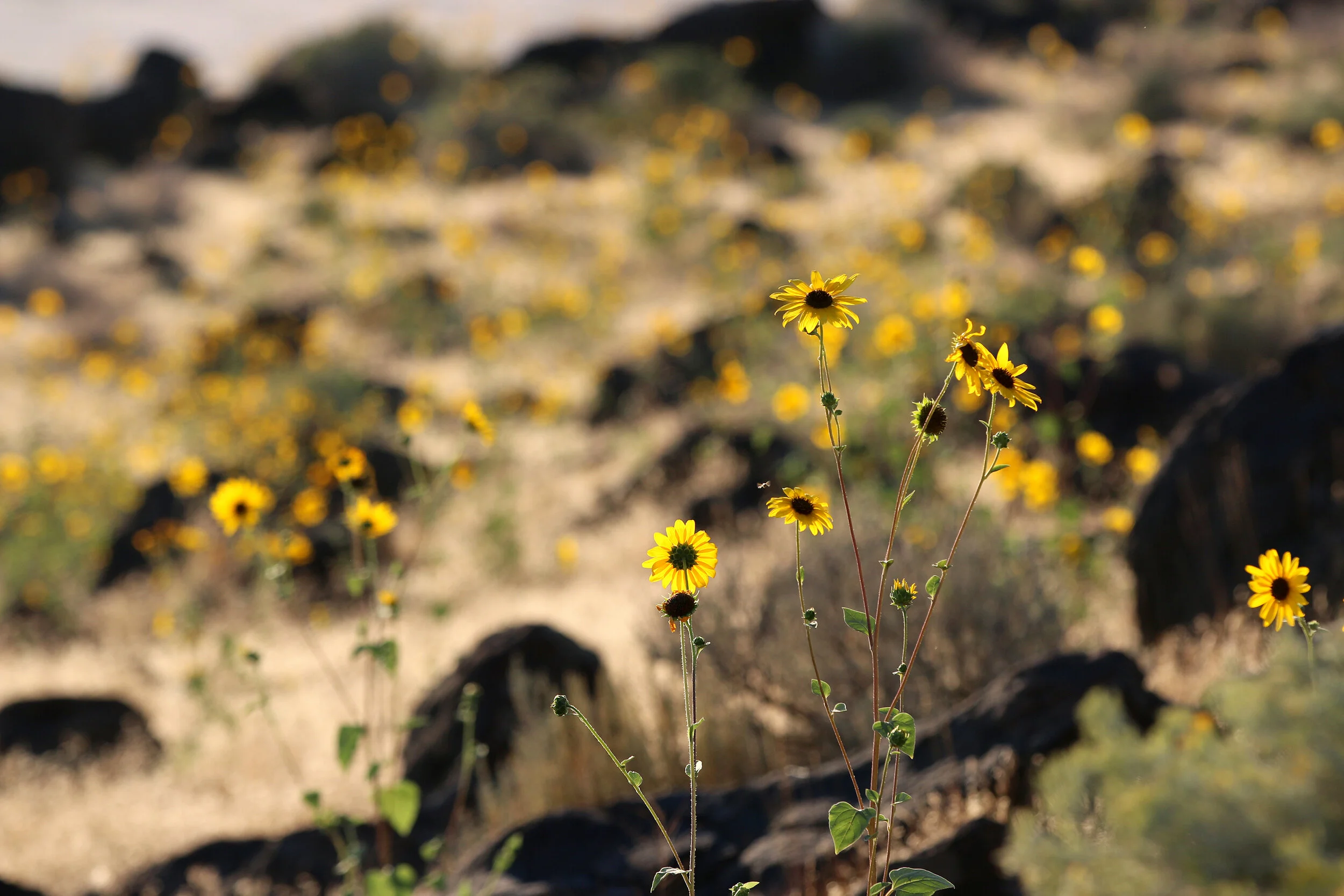 Helianthus petiolaris.jpg