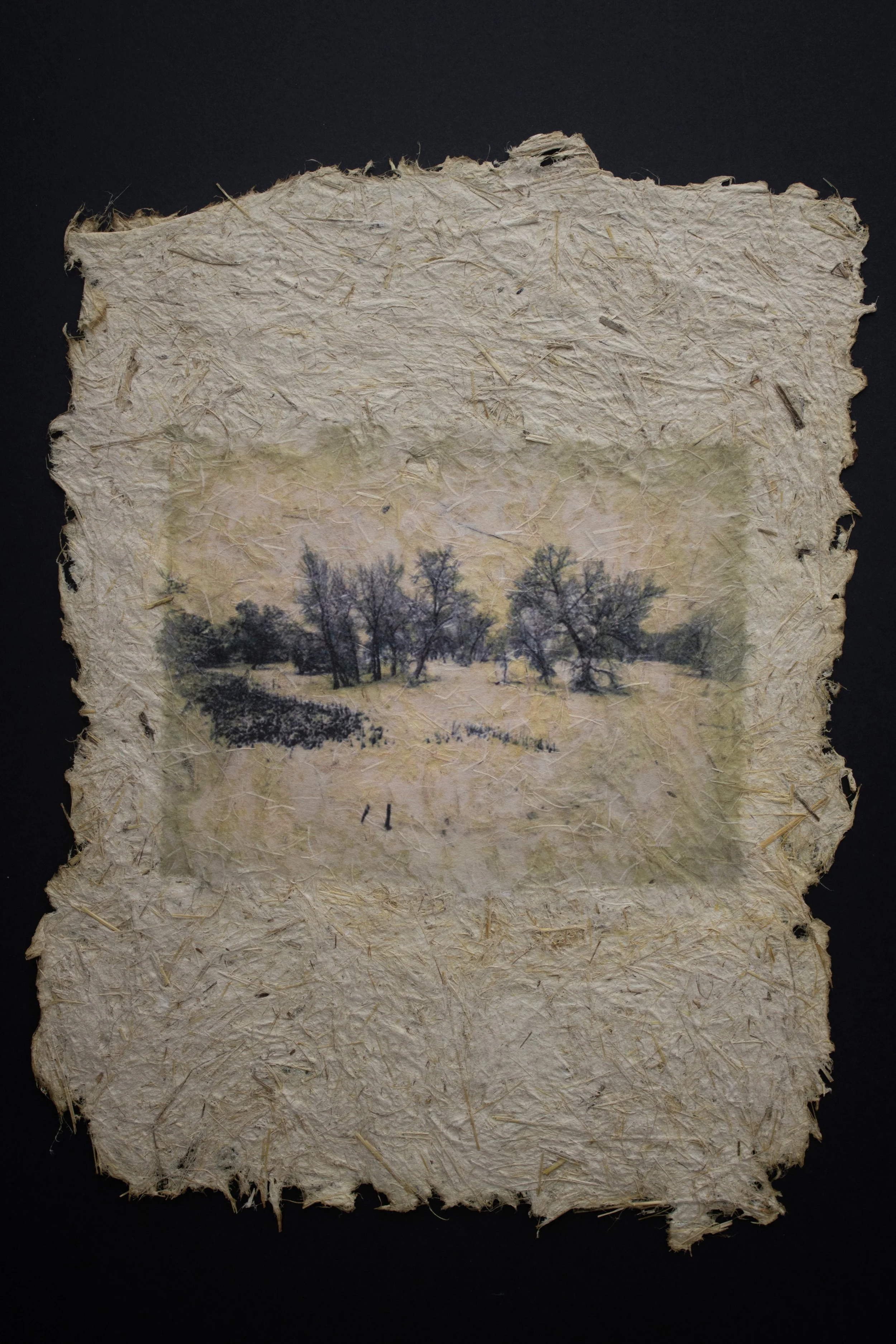 Cultivated #1 — 10'' X 13''
