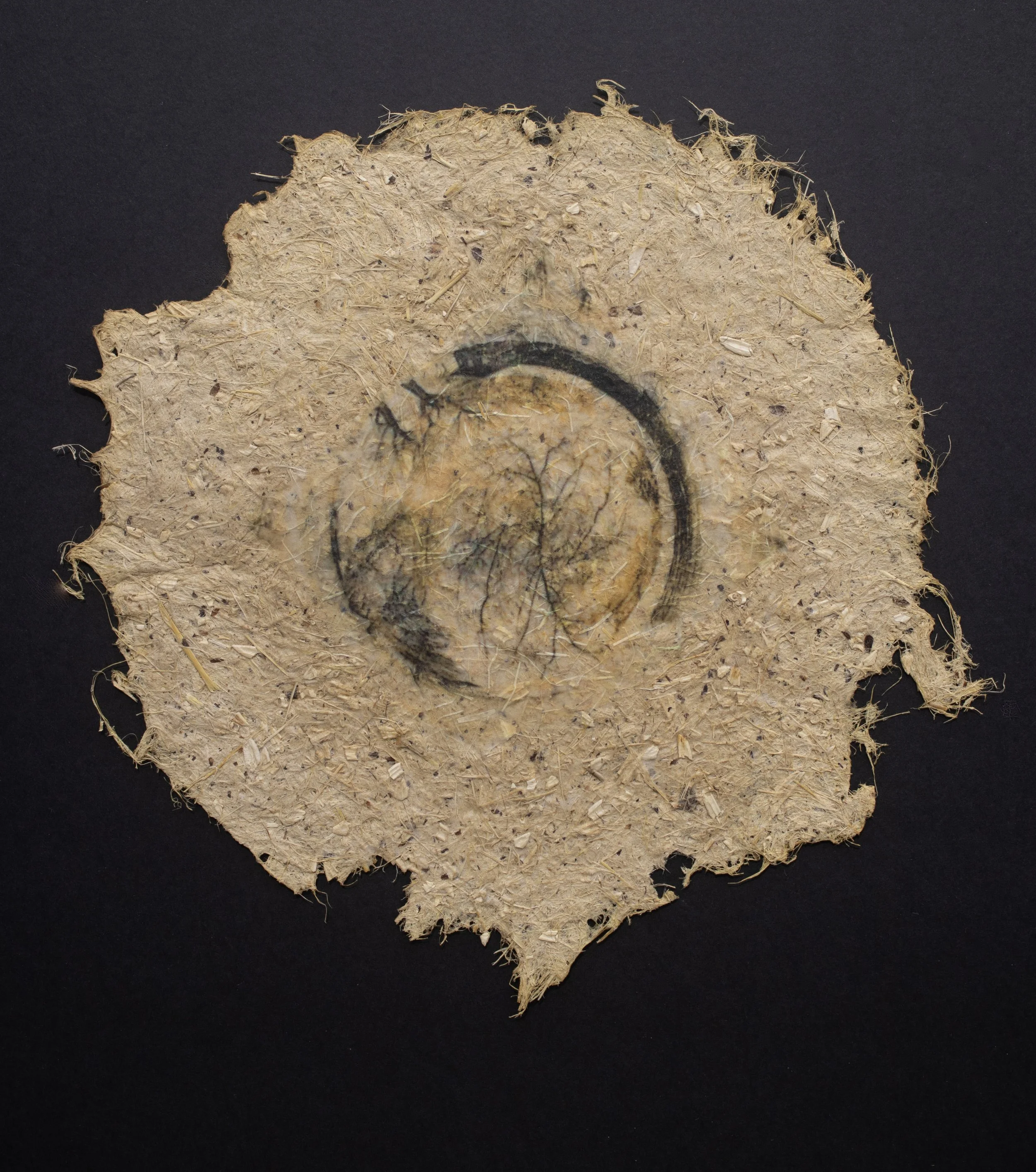 Cultivated #3 — 9 1/2'' Diameter