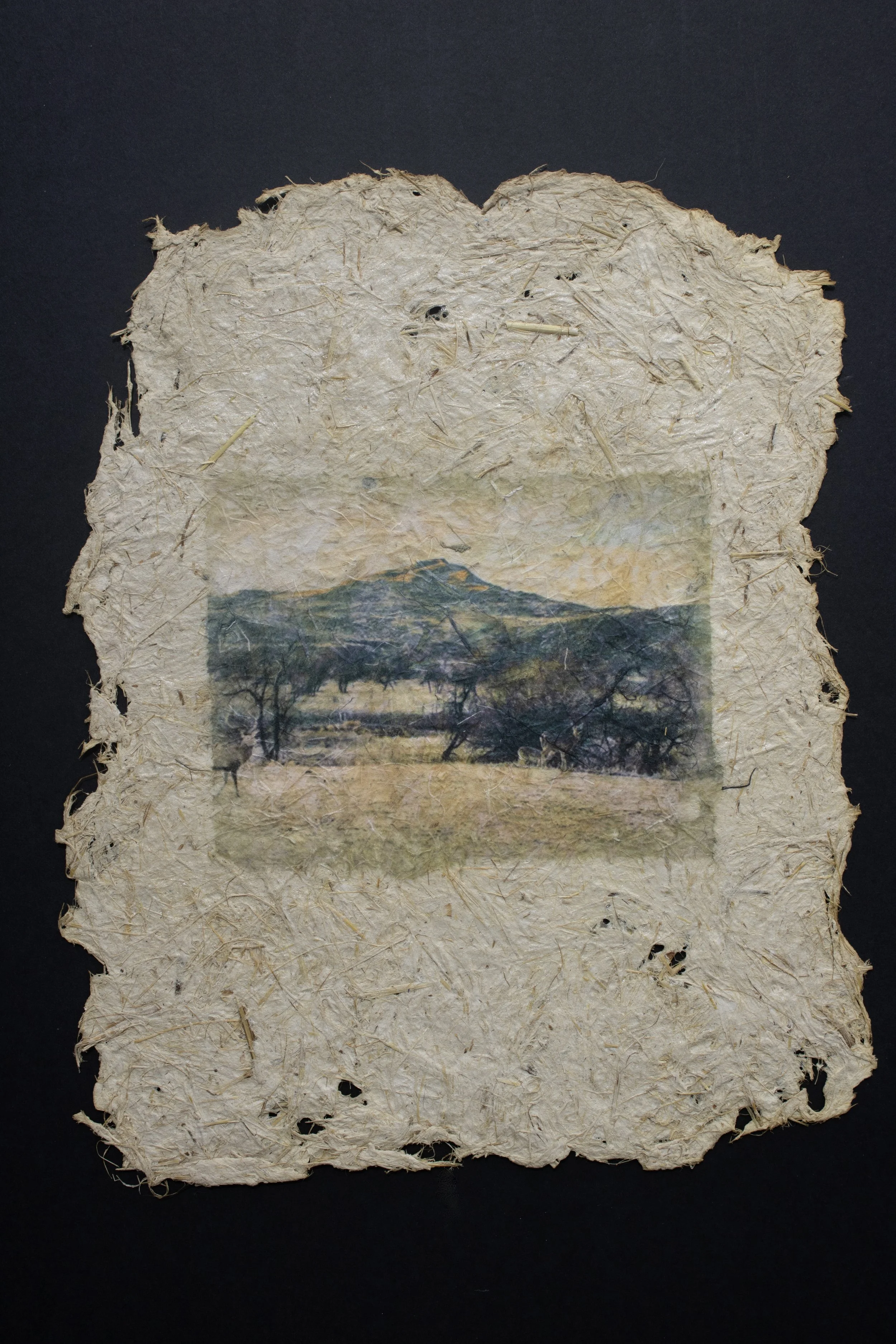 Cultivated #5 — 10'' X 13''