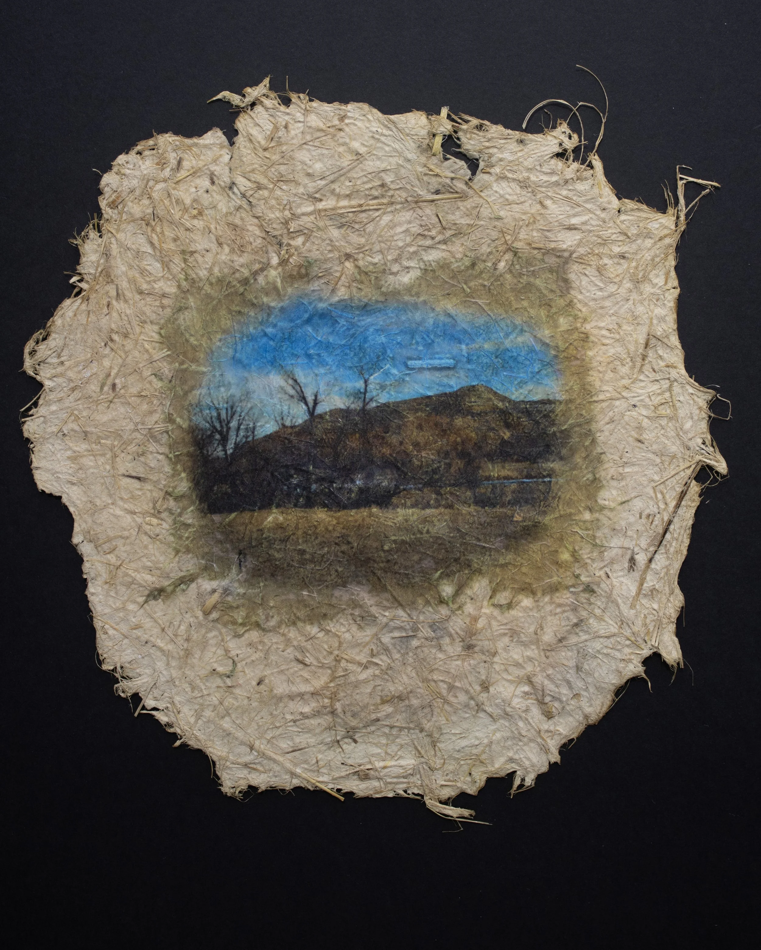Cultivated #9 — 9 1/2'' Diameter