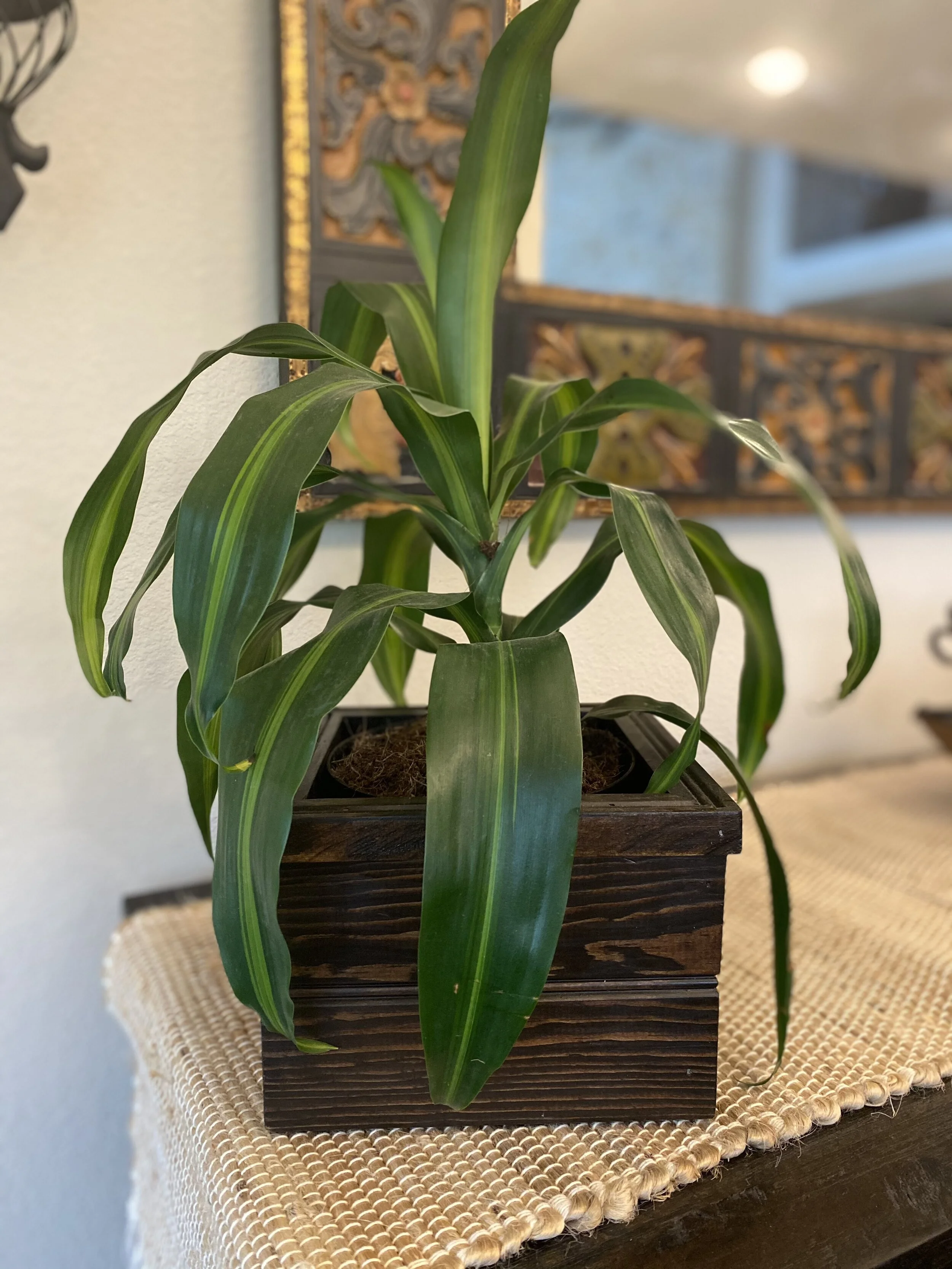 Small Tabletop Planter