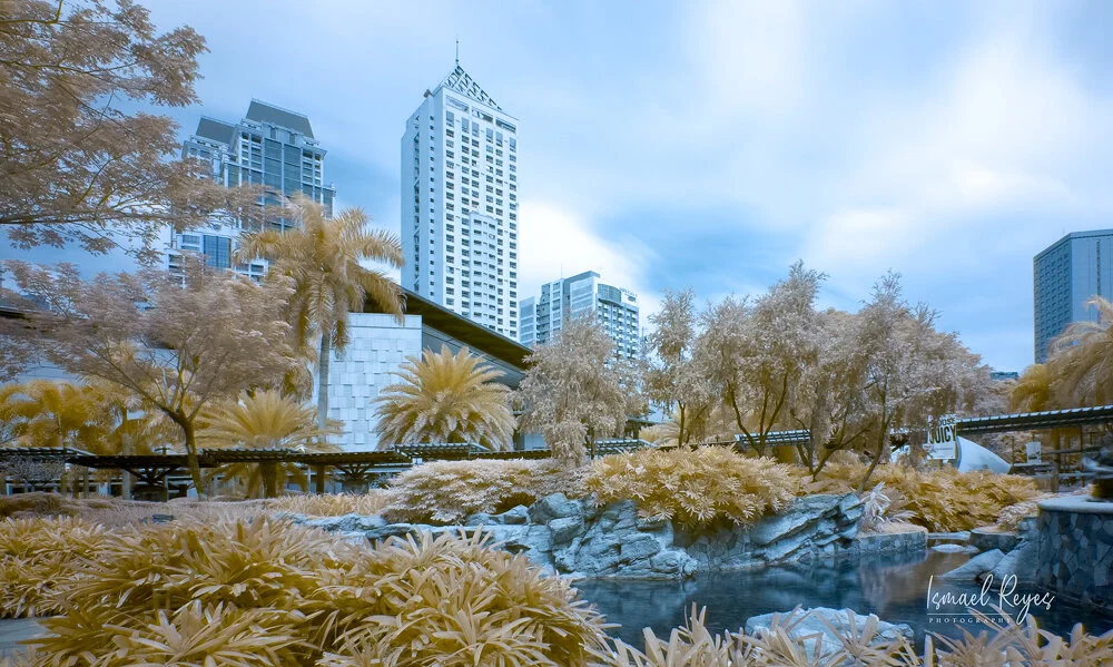 Urban park with trees and shrubs in a city, with tall buildings in the background and a small pond or water feature in the foreground.