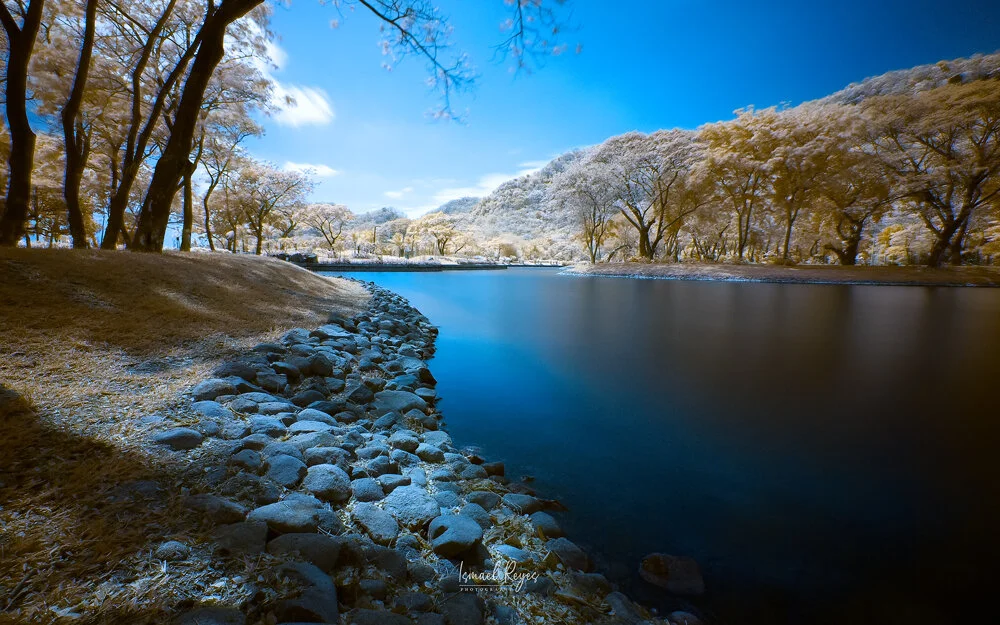 A serene lakeside scene with calm water, rocky shoreline, and trees with light-colored leaves under a clear blue sky.