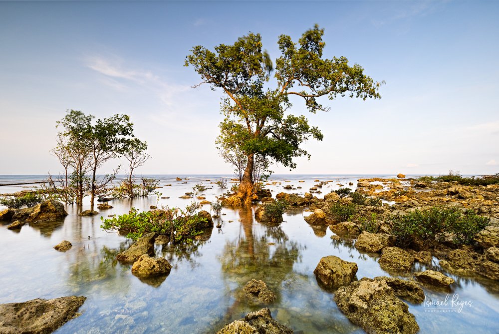 Coastal landscape with trees partially submerged in water, rocks, and a calm sea under a partly cloudy sky.