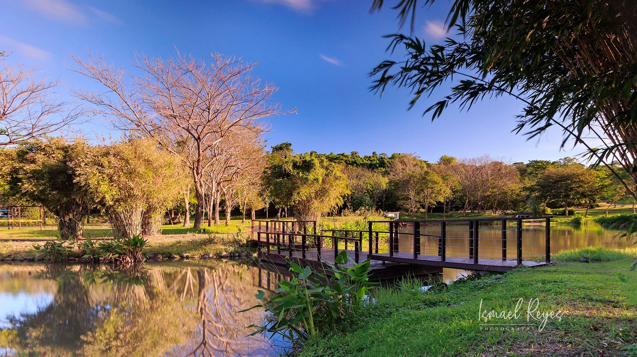 A peaceful park scene with a pond, a small wooden bridge, and trees with bare branches and green leaves, under a blue sky with a few clouds.