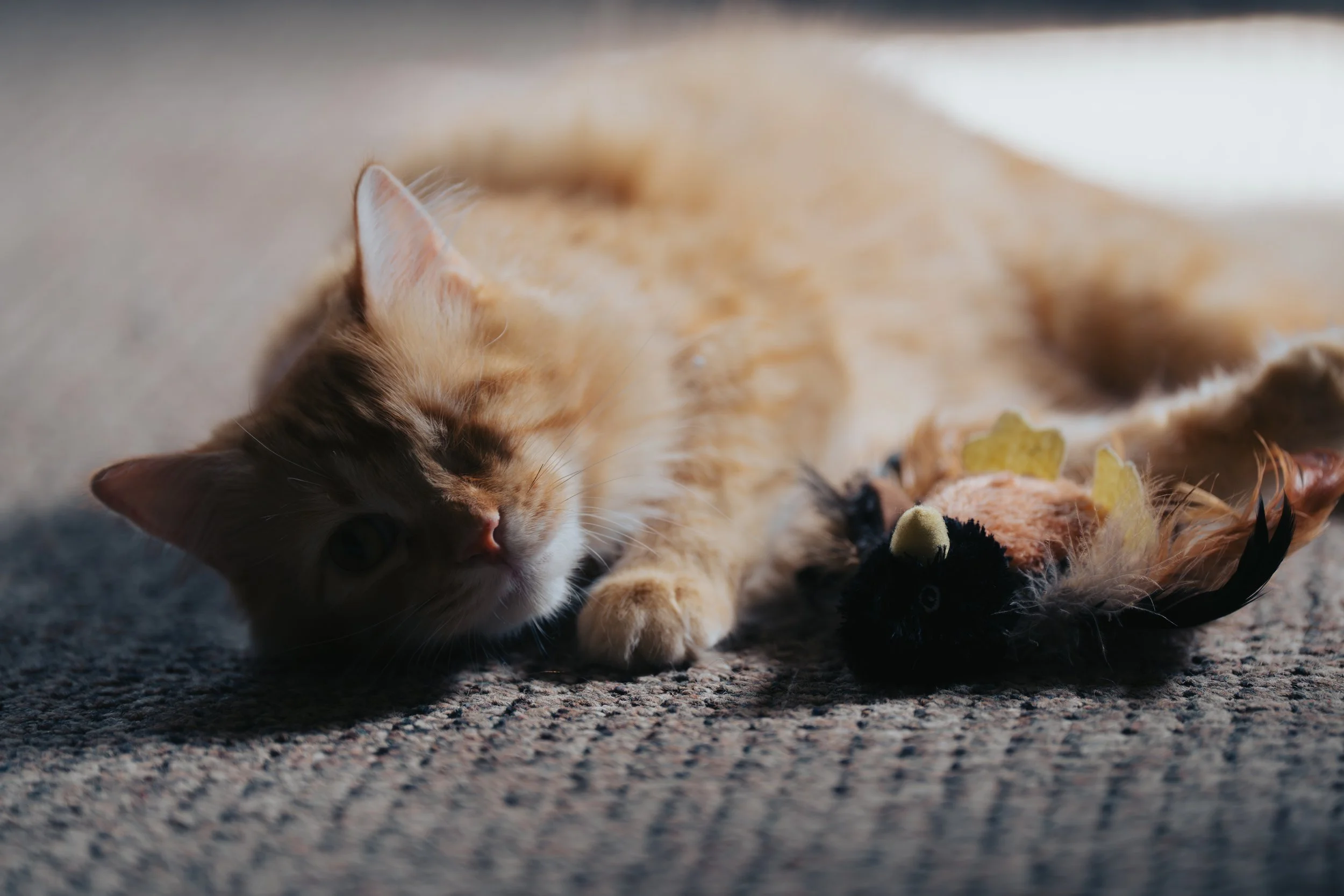 Emma and Michael_New Home-39.jpg