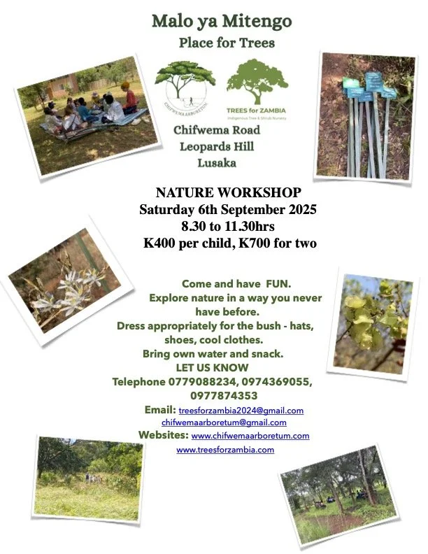 Nature Workshop at Malo ya Mitengo (Place for Trees)